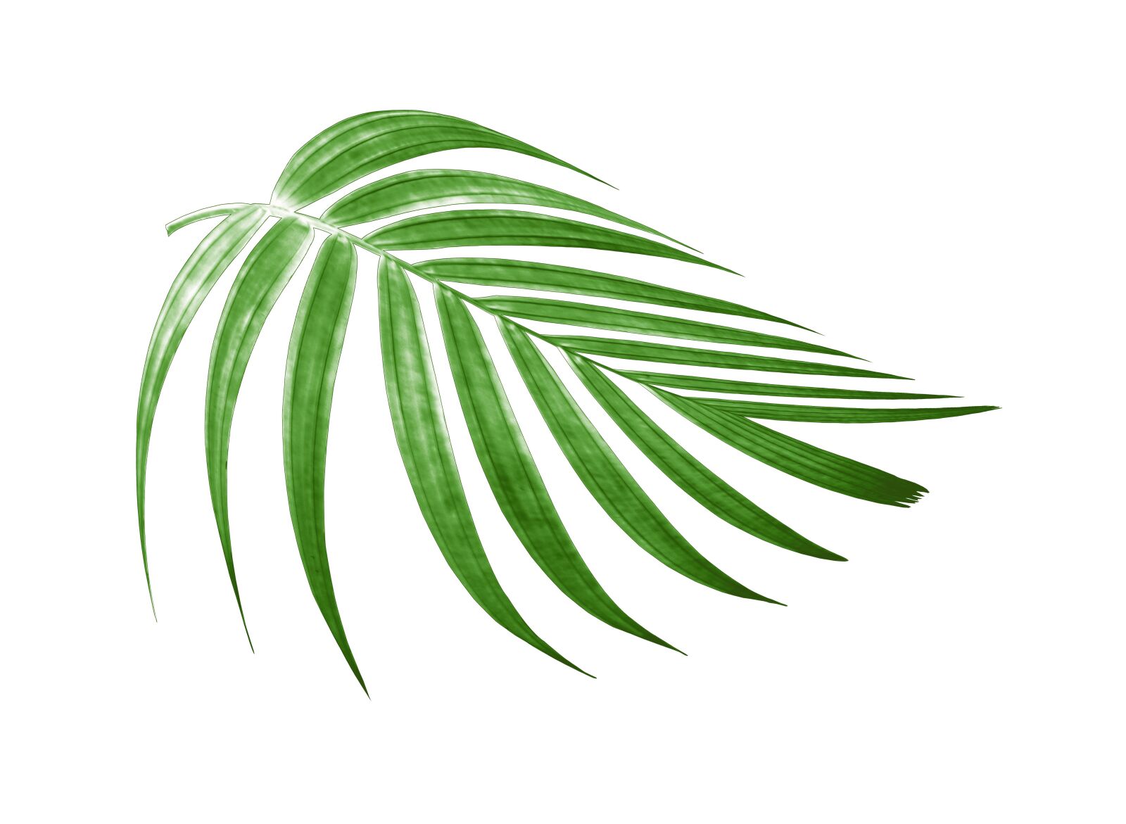 Canon EOS 700D (EOS Rebel T5i / EOS Kiss X7i) sample photo. Palm, leaf, green photography