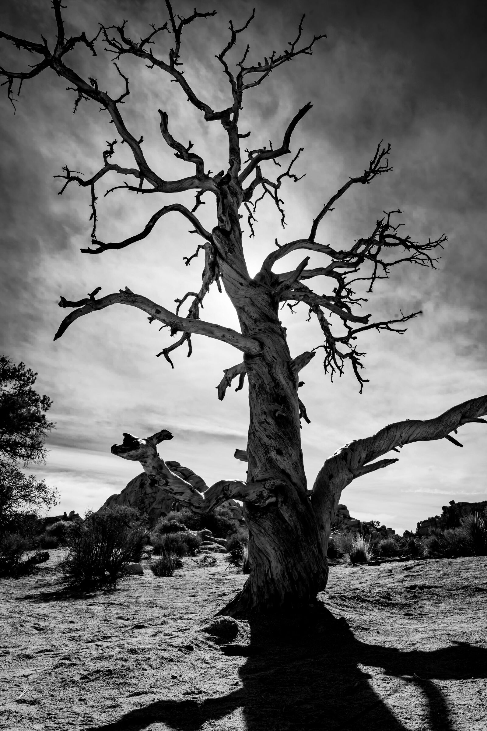 24mm F1.4 sample photo. Joshua tree, desert, dry photography