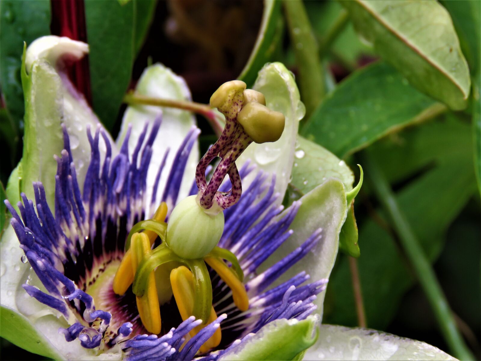 Canon PowerShot SX60 HS sample photo. Flower, passion bloom, unwinding photography
