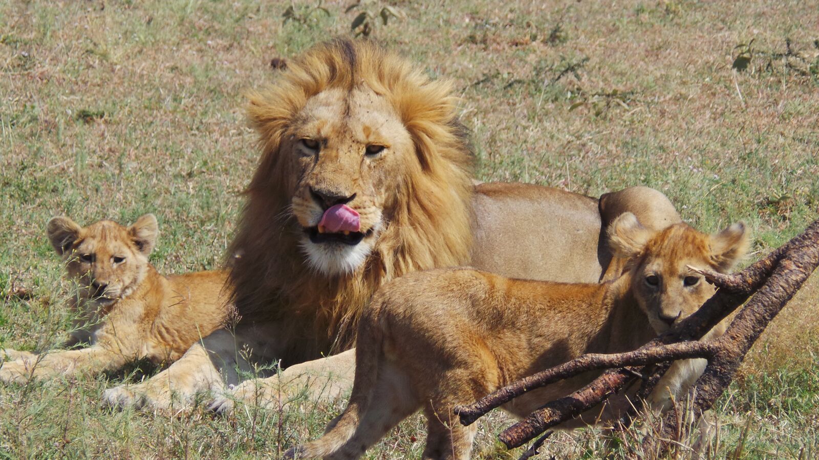 Samsung Galaxy Camera (Wi-Fi) sample photo. Lion, kids, africa photography