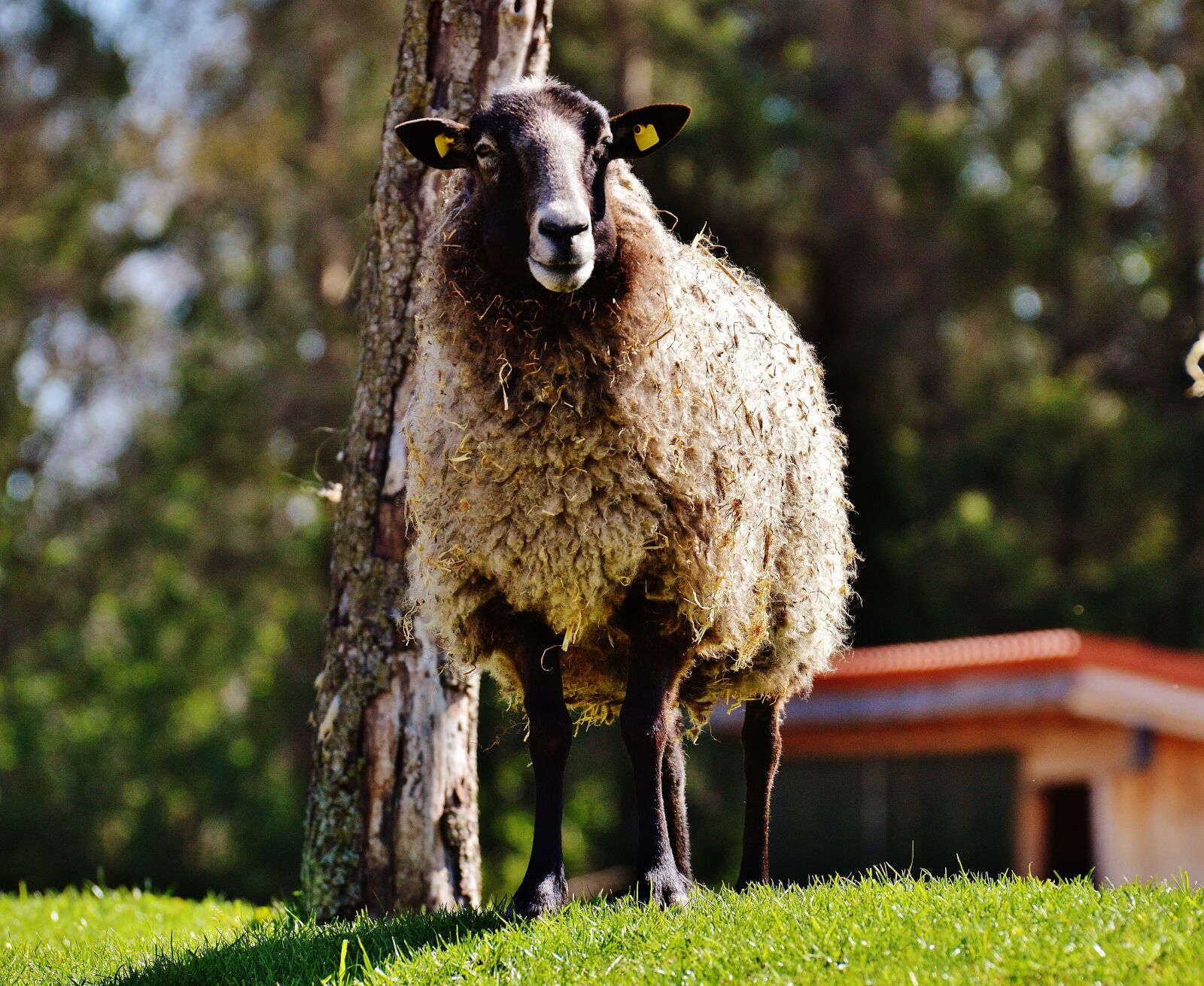 Nikon D3200 sample photo. Sheep, wool, animal photography