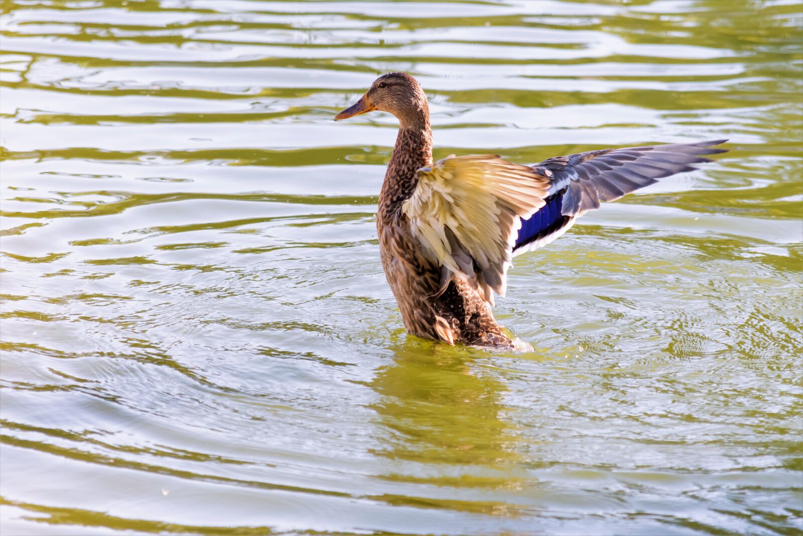 Nikon D7200 sample photo. Teal, duck, wings photography