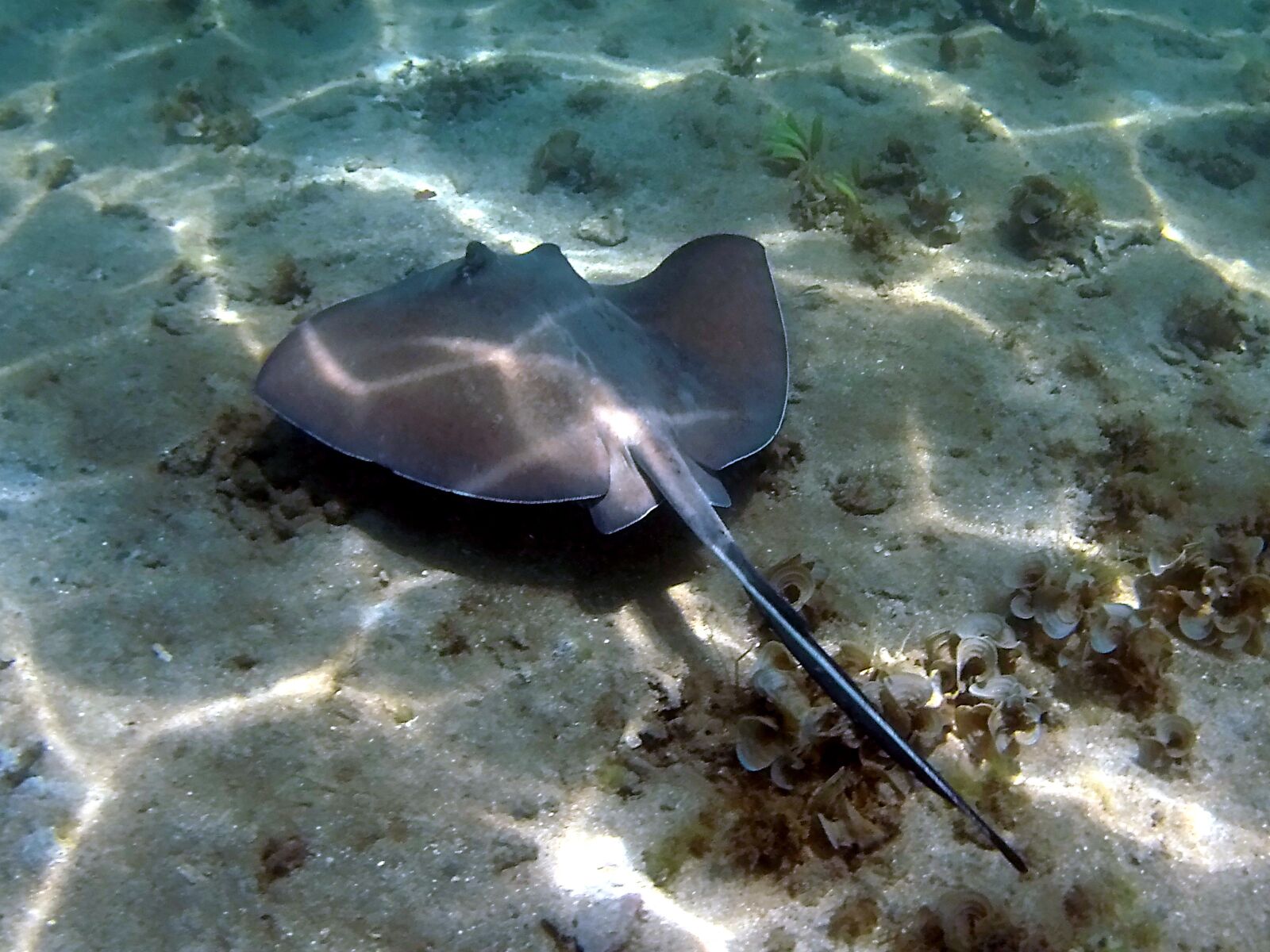AEE S71 sample photo. Skate, cahuita, costa rica photography