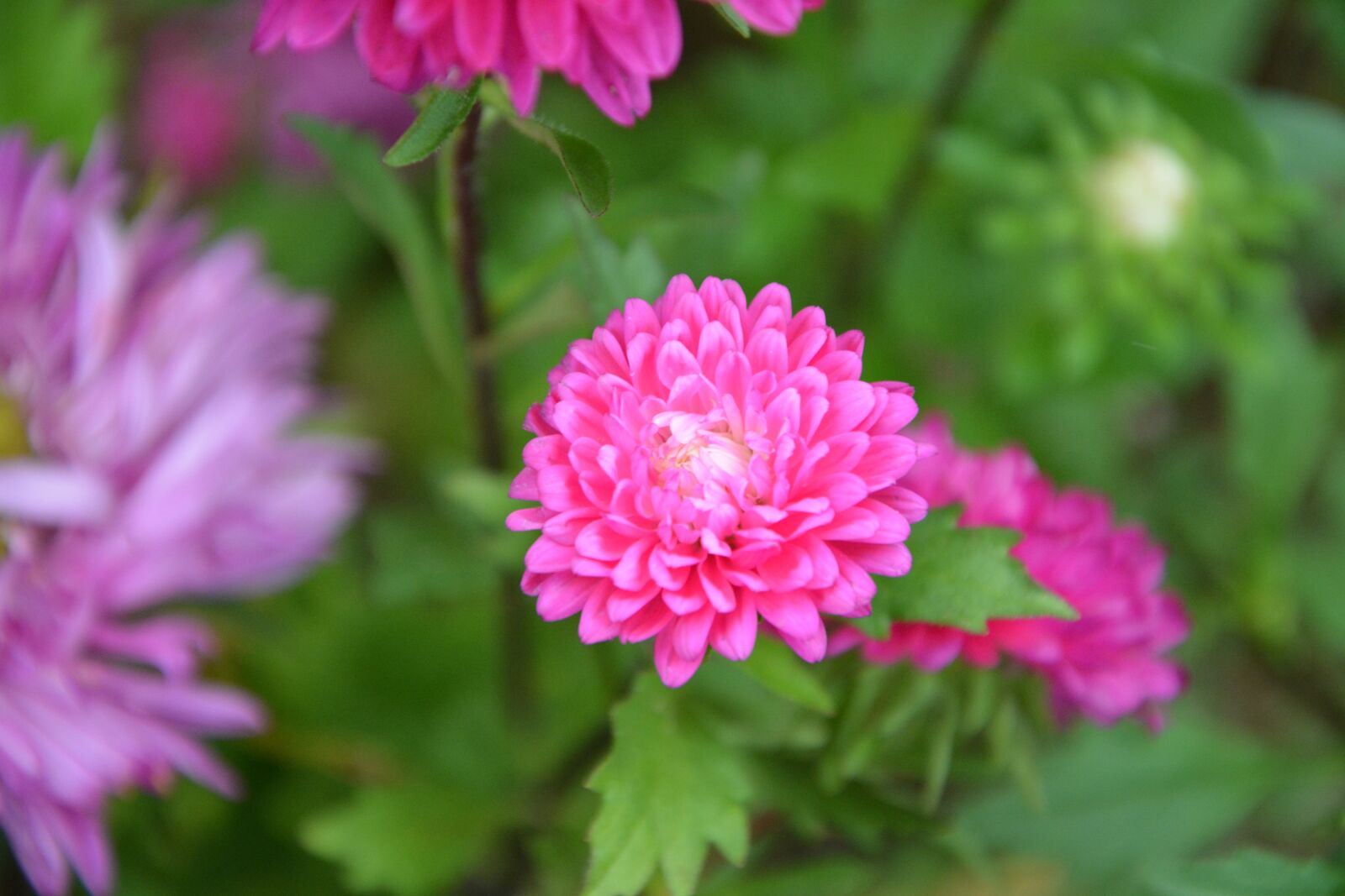 Nikon D5200 sample photo. Flower, pink flowers, plants photography