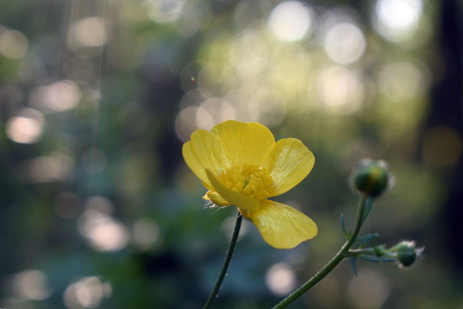 Nikon D3400 sample photo. Spring, flowers, flower photography