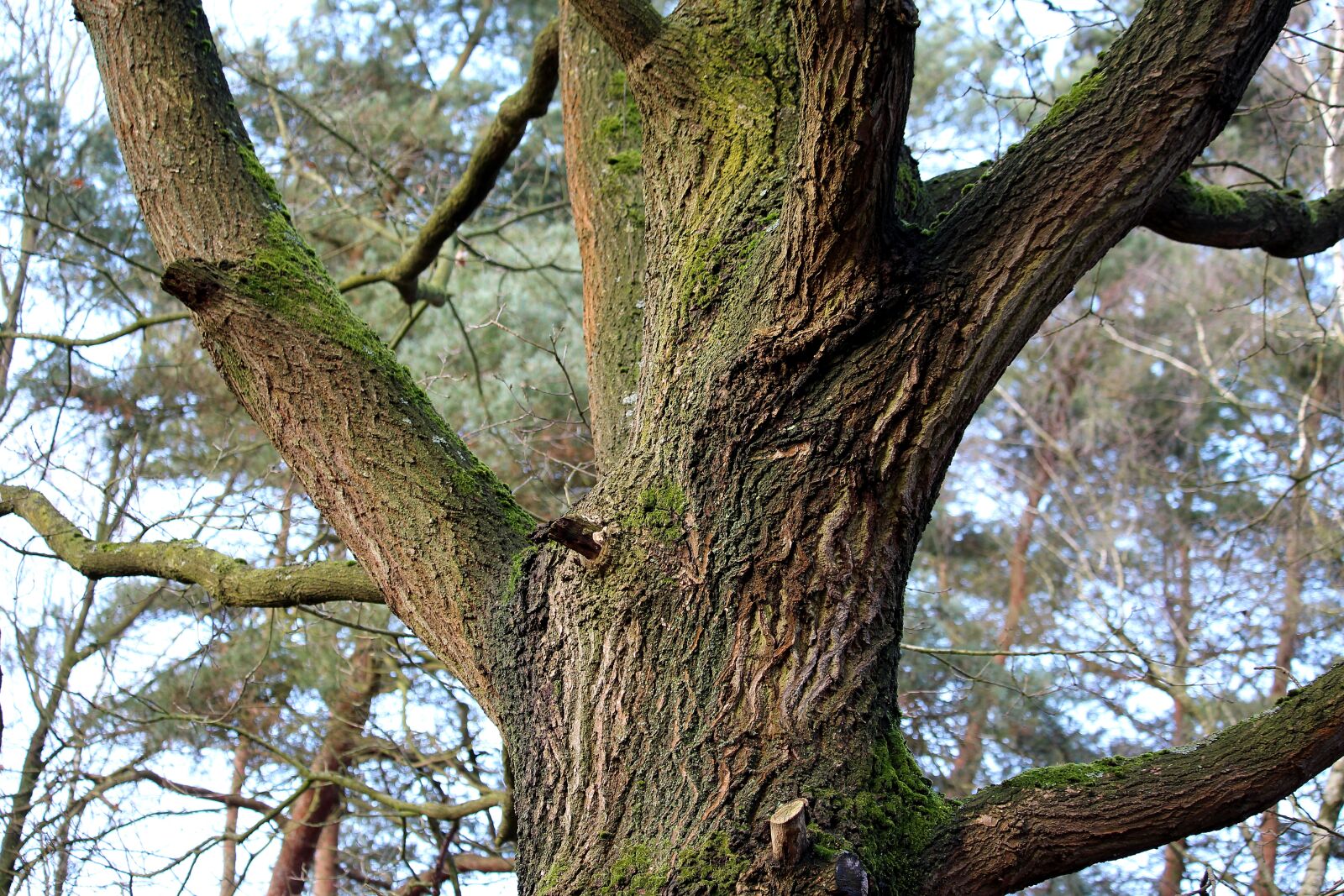 Canon EF-S 55-250mm F4-5.6 IS STM sample photo. Tree, tribe, oak photography