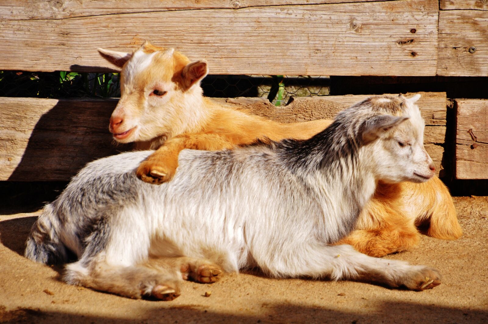 Nikon D90 sample photo. Farm, stable, livestock photography