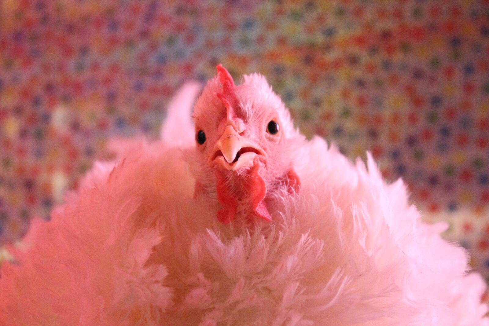Canon EF-S 18-55mm F3.5-5.6 IS sample photo. Chicken, hen, curly photography