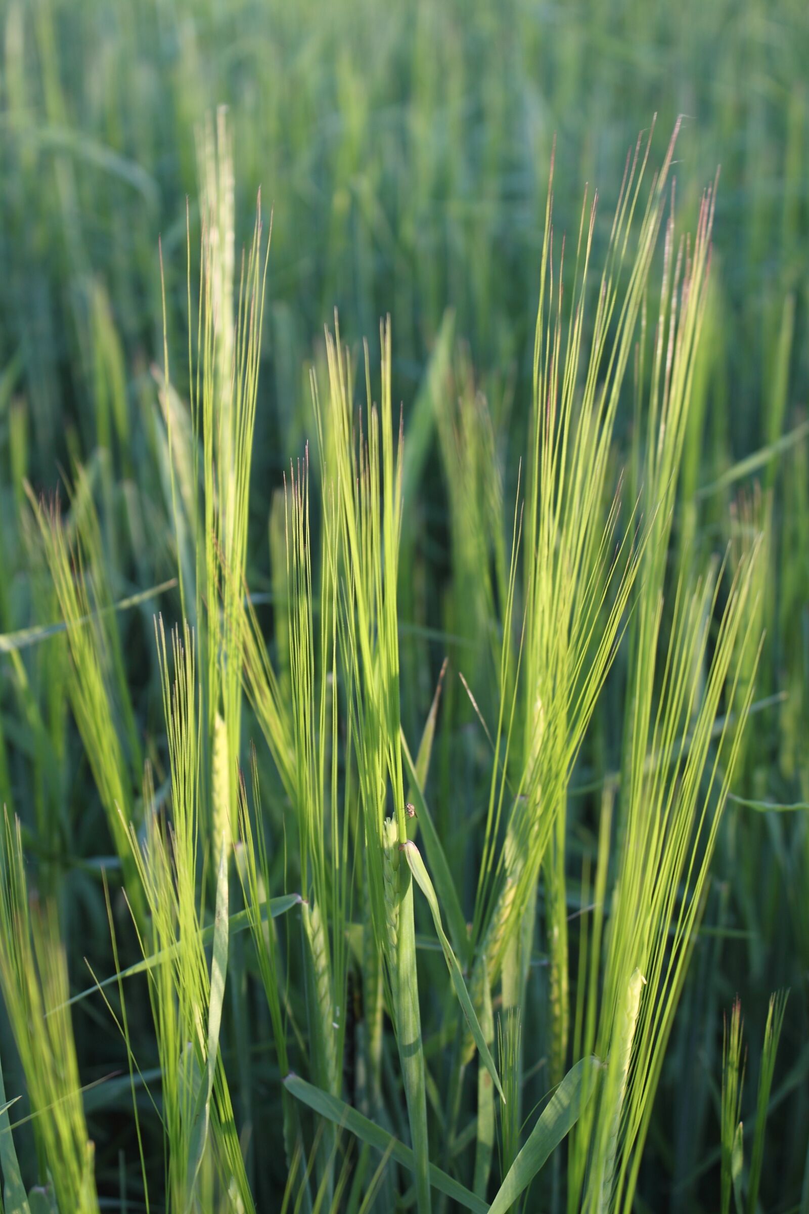 Canon EOS 500D (EOS Rebel T1i / EOS Kiss X3) sample photo. Corn, grass, field photography