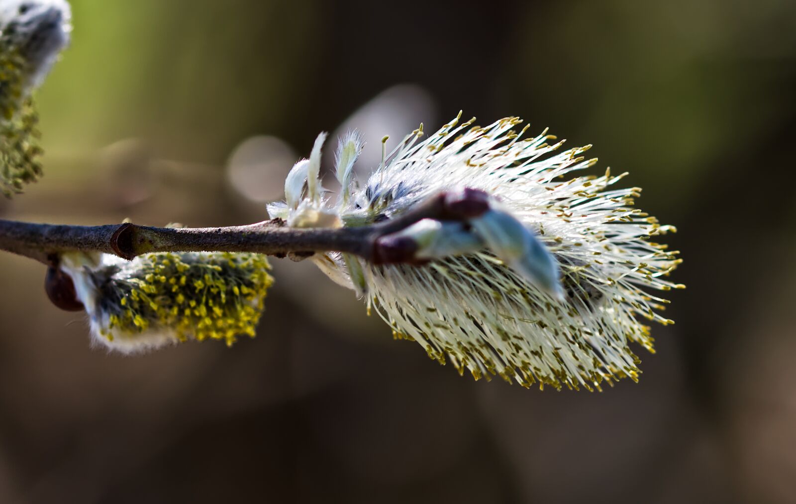 Nikon D5500 sample photo. Hazelnut, plant, hazel photography