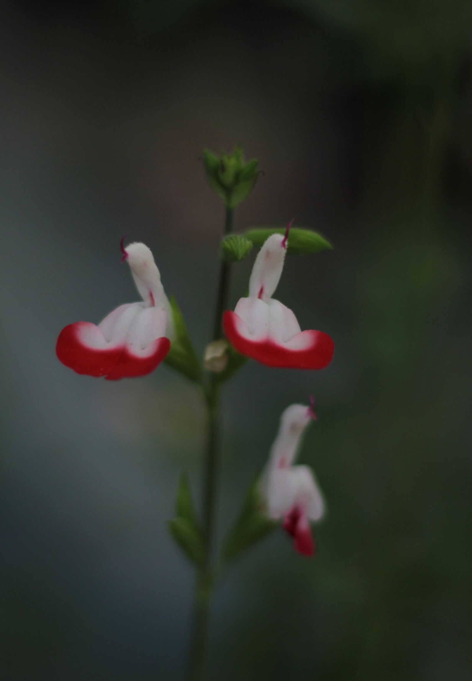 Canon EOS 600D (Rebel EOS T3i / EOS Kiss X5) sample photo. Salvia hot lips, red photography