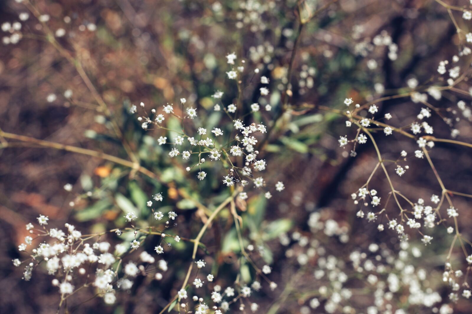 Canon EOS 700D (EOS Rebel T5i / EOS Kiss X7i) sample photo. Flower, nature, flora photography