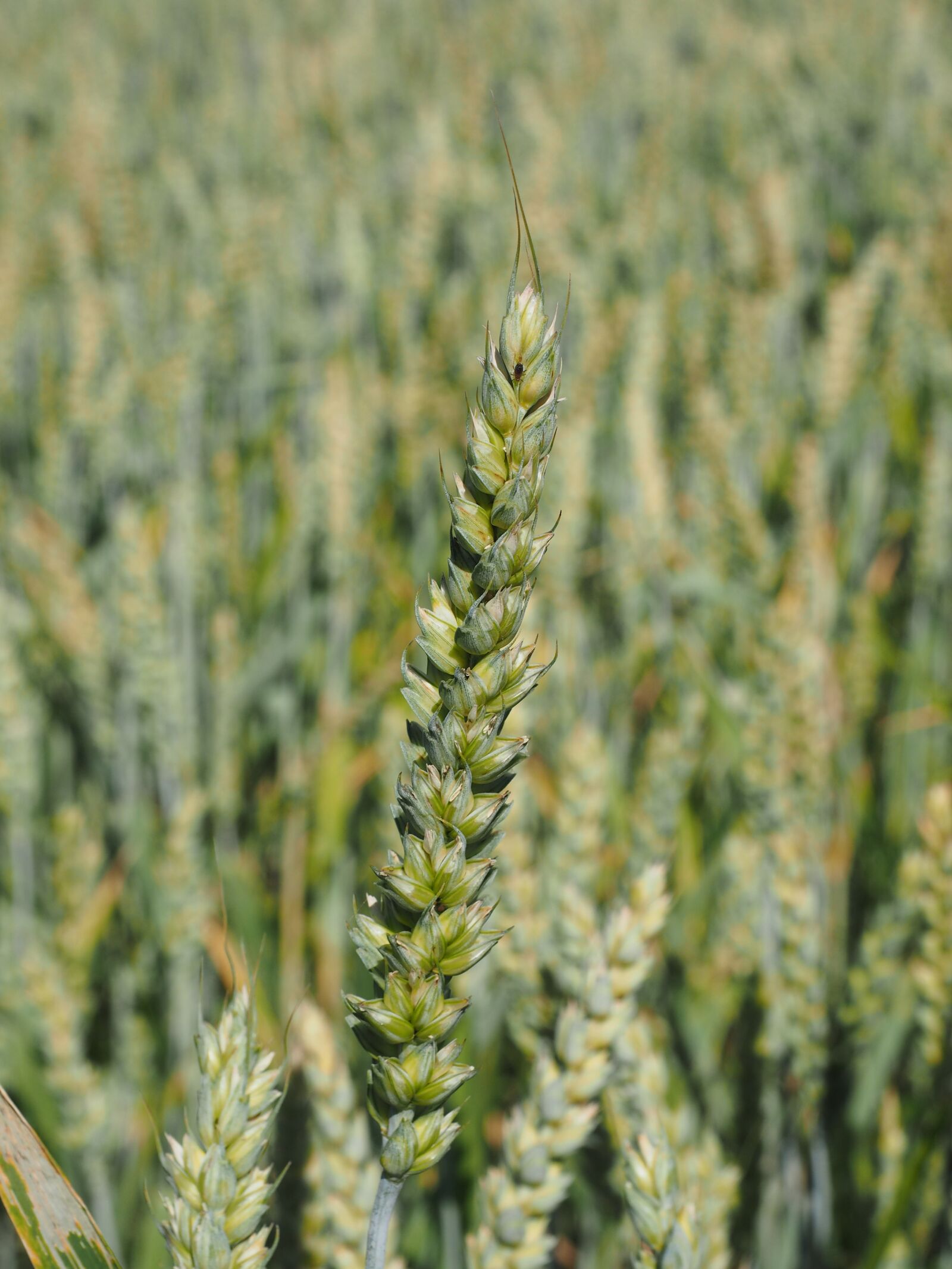Olympus OM-D E-M1 + Olympus M.Zuiko Digital ED 12-40mm F2.8 Pro sample photo. Wheat field, wheat, cereals photography