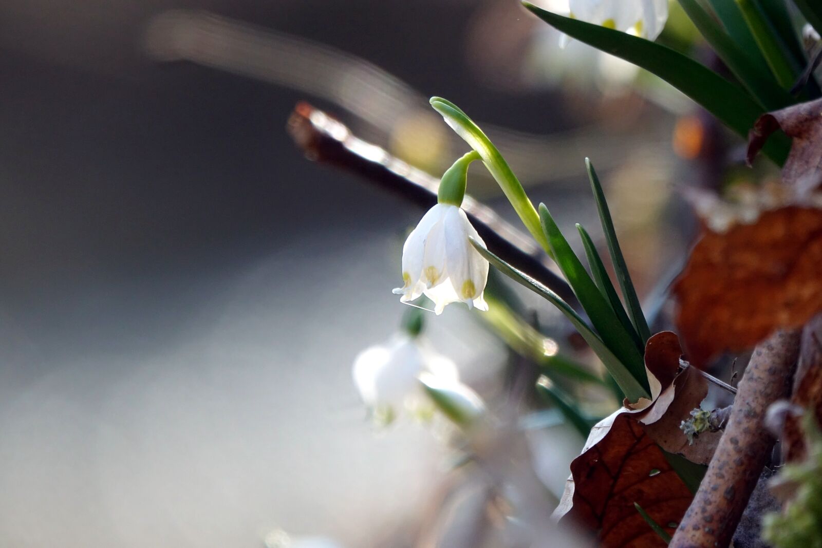 Sony Cyber-shot DSC-RX10 III sample photo. Snowflake, spring, close up photography