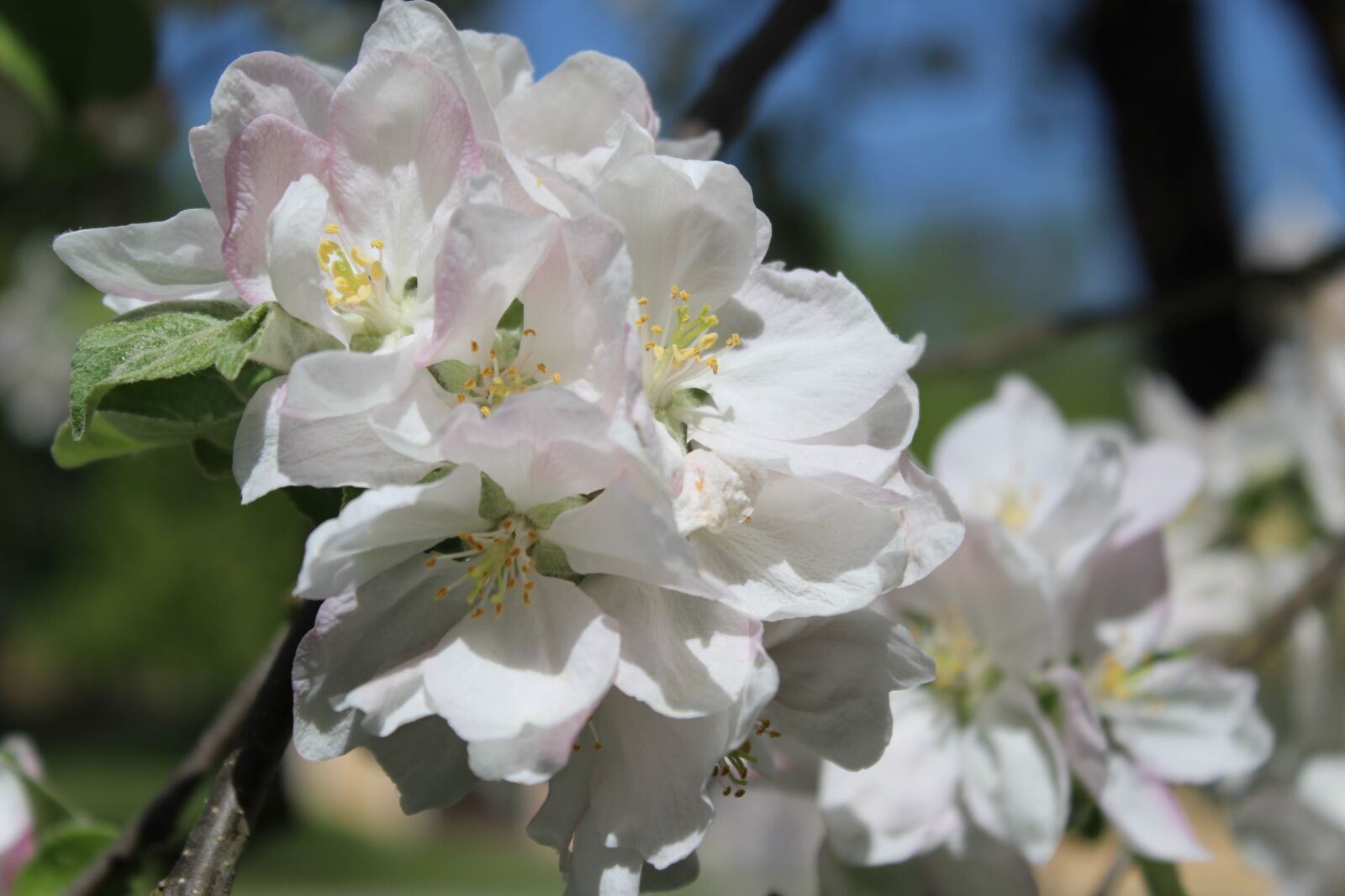 Canon EOS 1300D (EOS Rebel T6 / EOS Kiss X80) sample photo. Apple tree blossom, apple photography