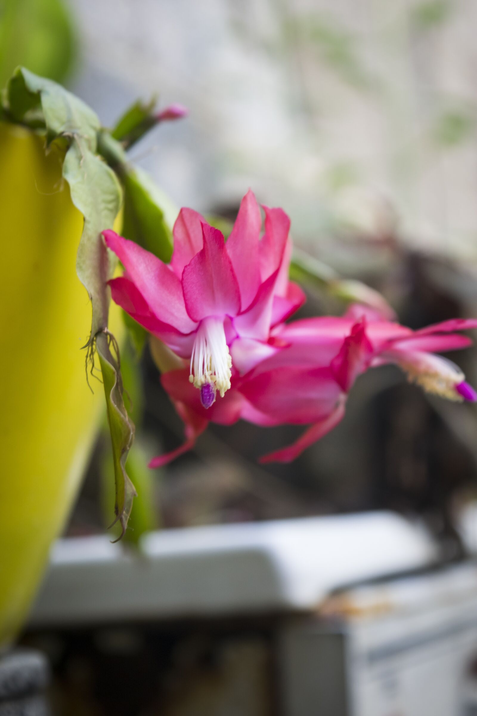 Nikon D3300 sample photo. Flower, nature, pink photography
