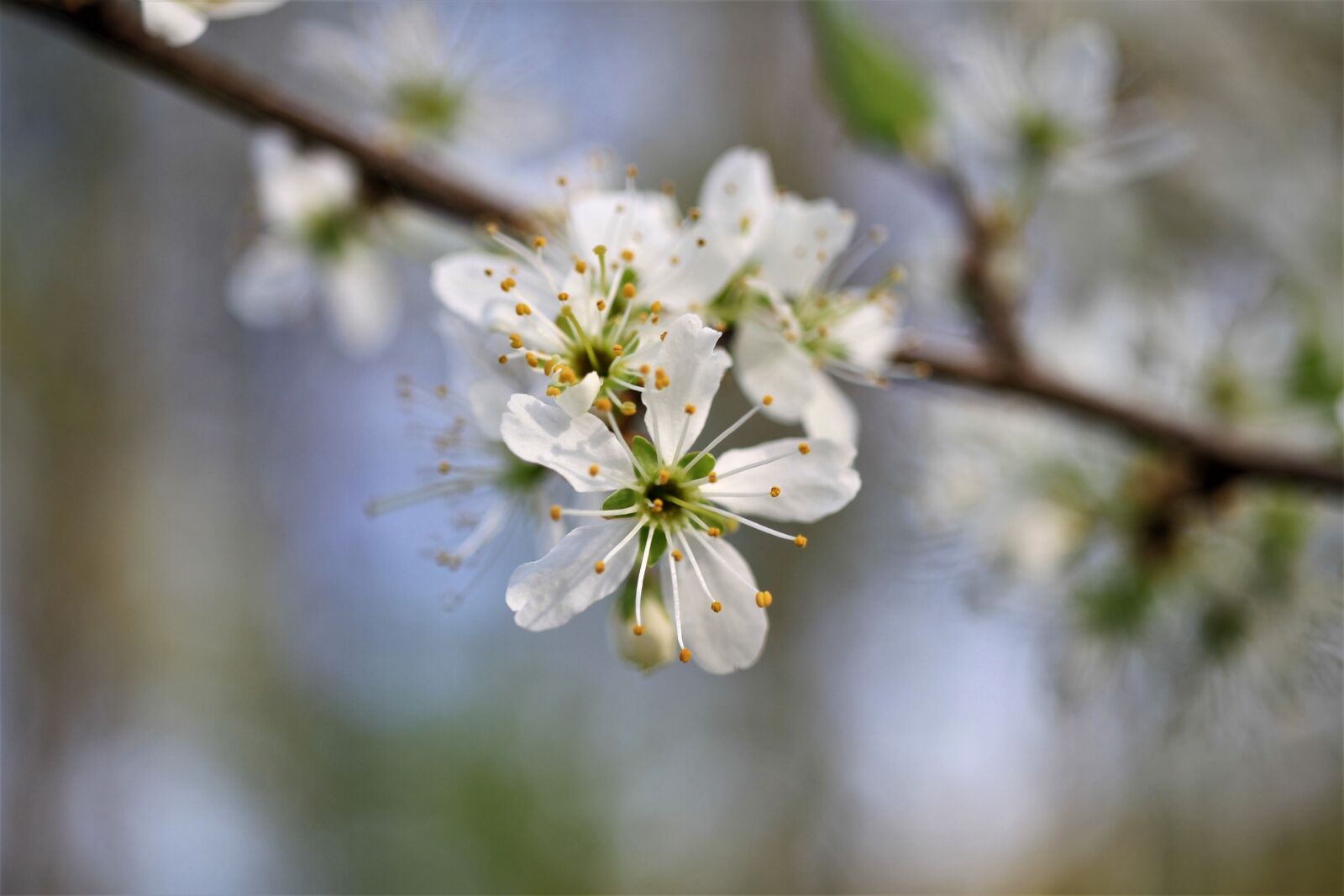 Canon EOS 7D sample photo. White, flowers, spring photography