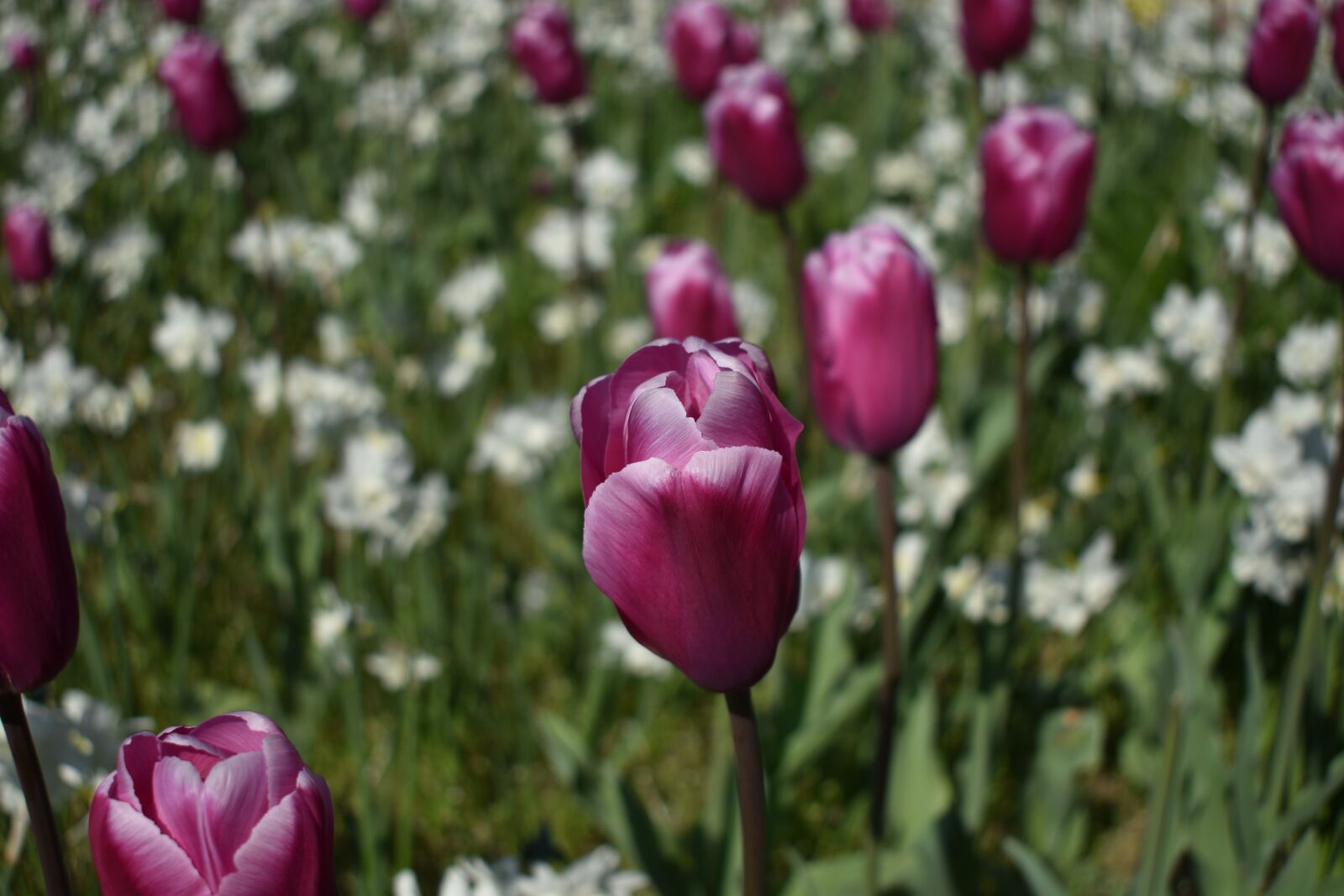 Nikon D3500 sample photo. Tulip, flower, garden photography