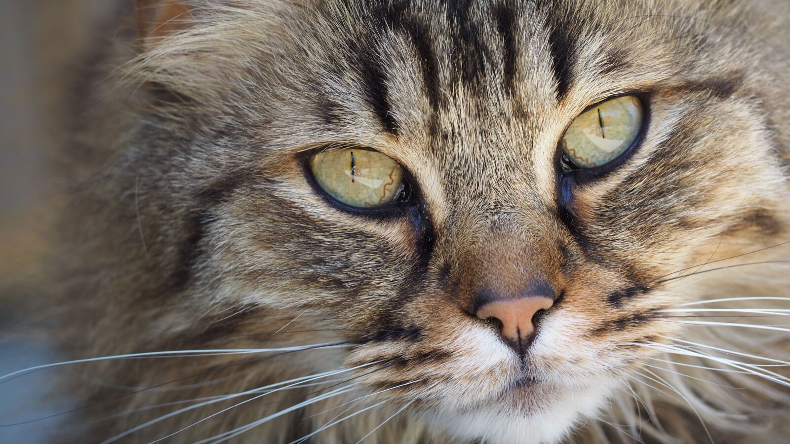 Olympus OM-D E-M10 II sample photo. Cat, portrait, kitten photography
