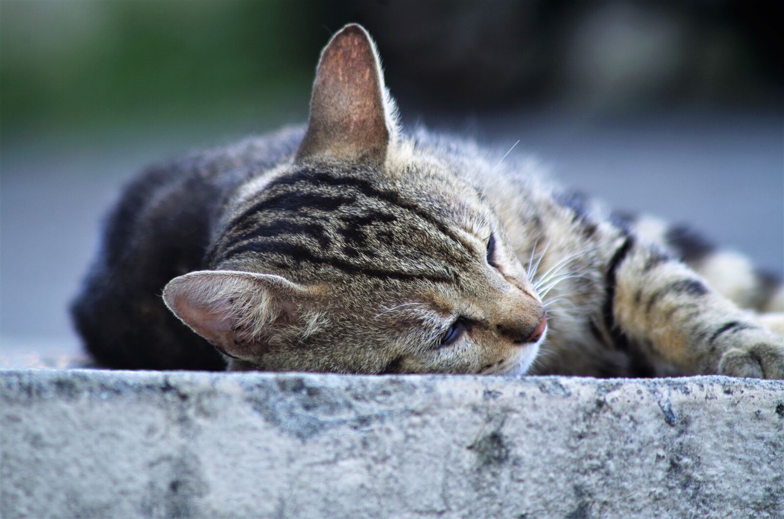 Pentax K-50 sample photo. Cat, cat european, calico photography