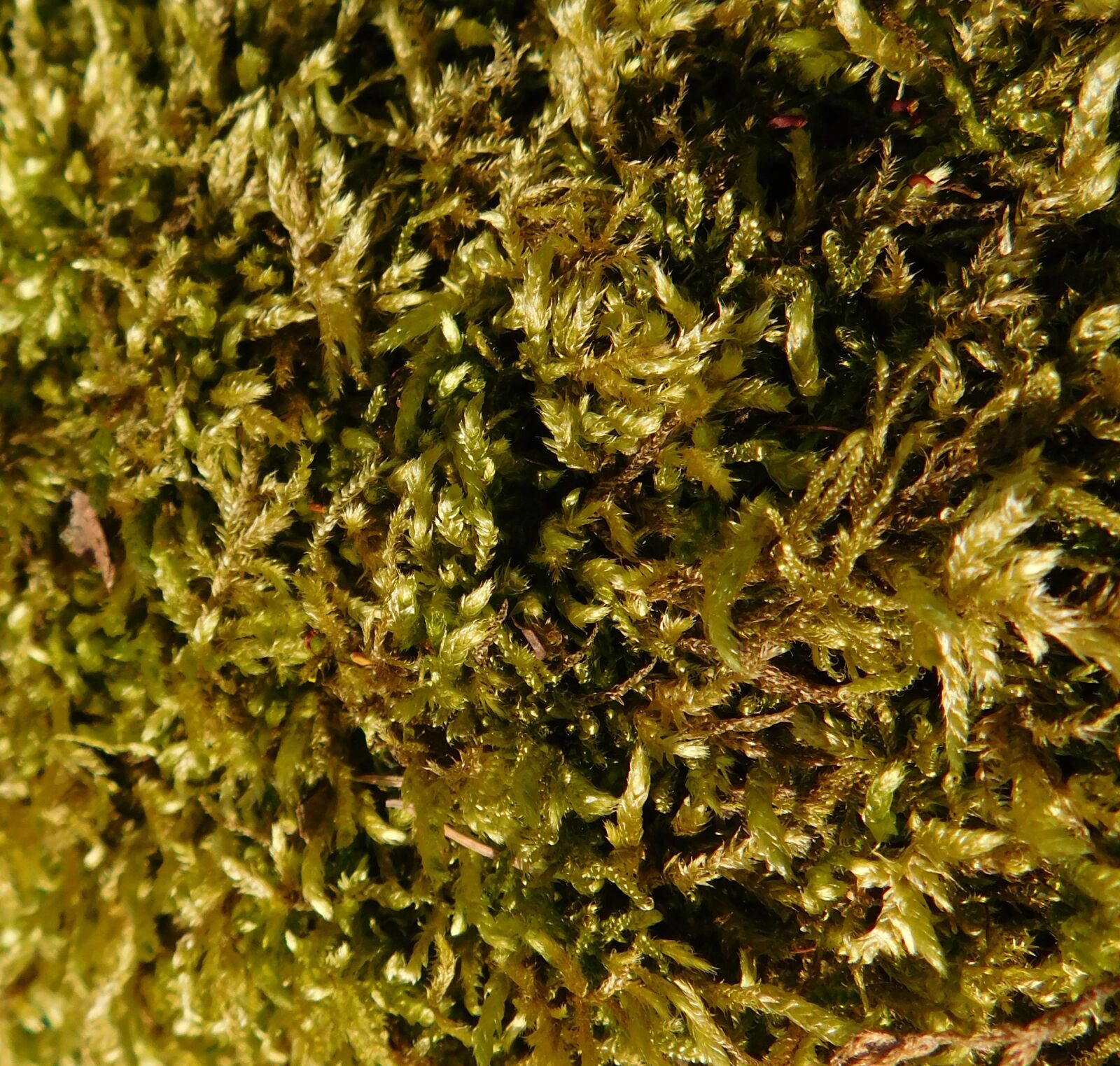 Nikon Coolpix L840 sample photo. Moss, exposed, in sunlight photography