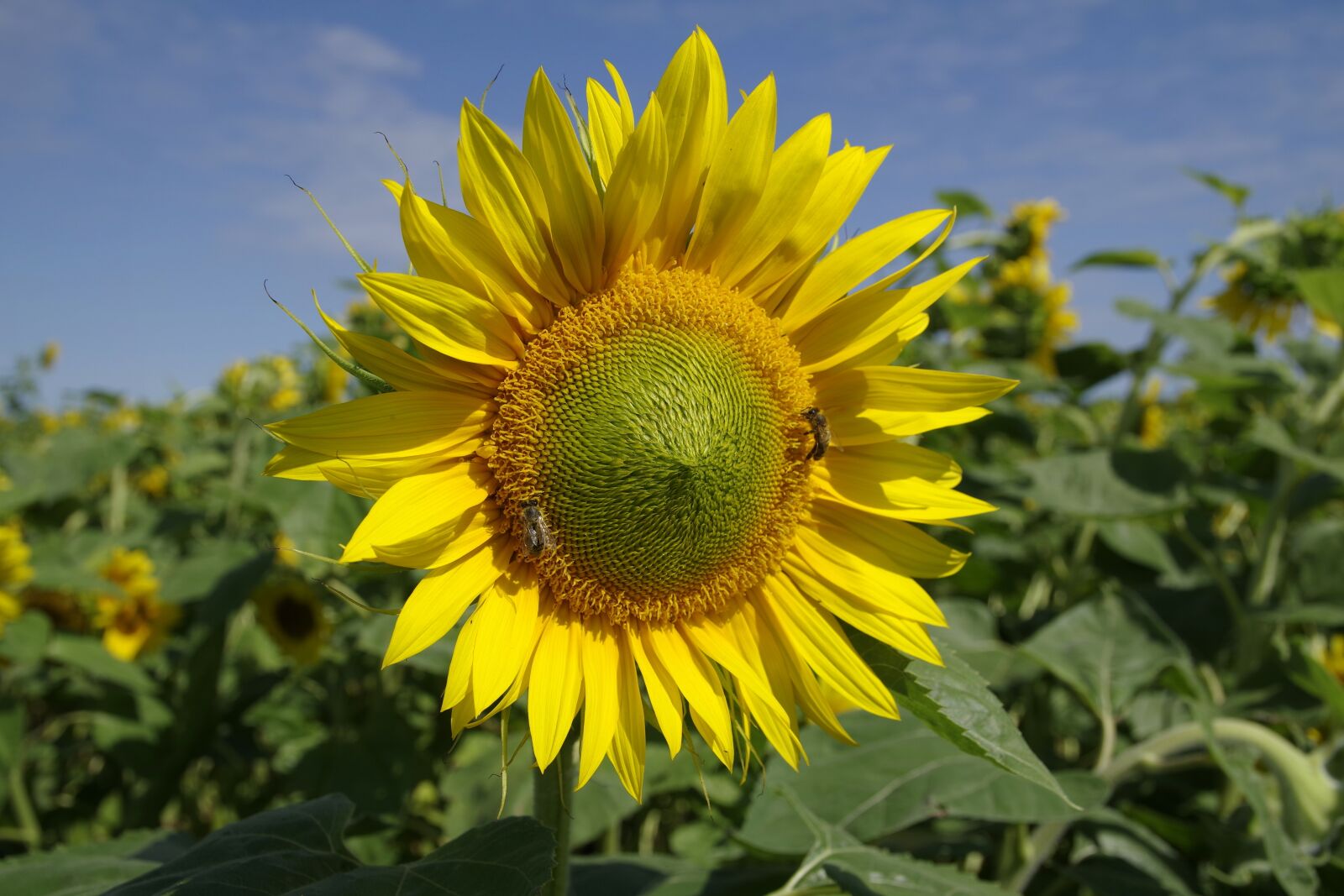 Pentax K-S2 sample photo. Sunflowers, field, flower photography