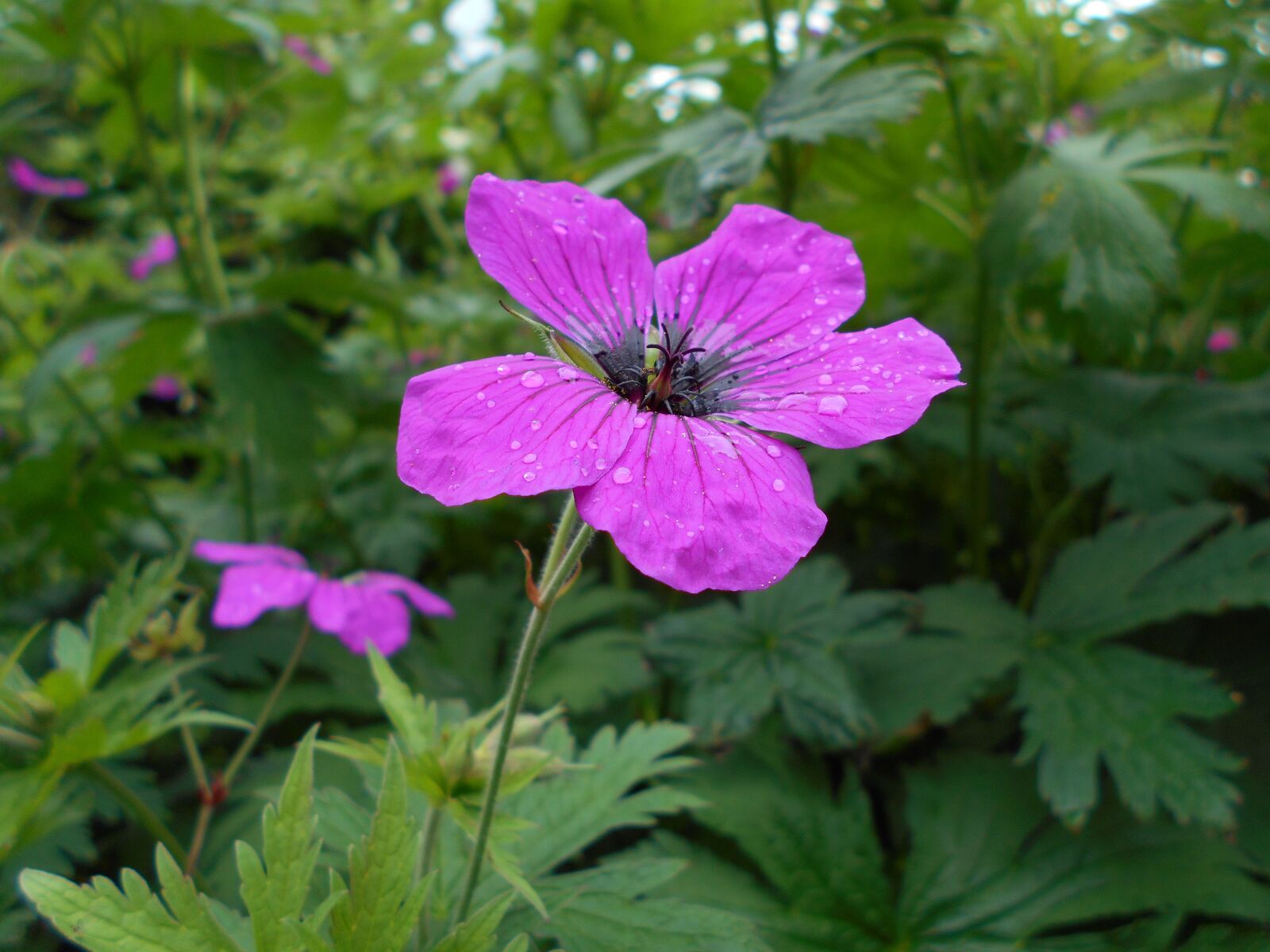 Nikon Coolpix L32 sample photo. Purple, flower, plant photography