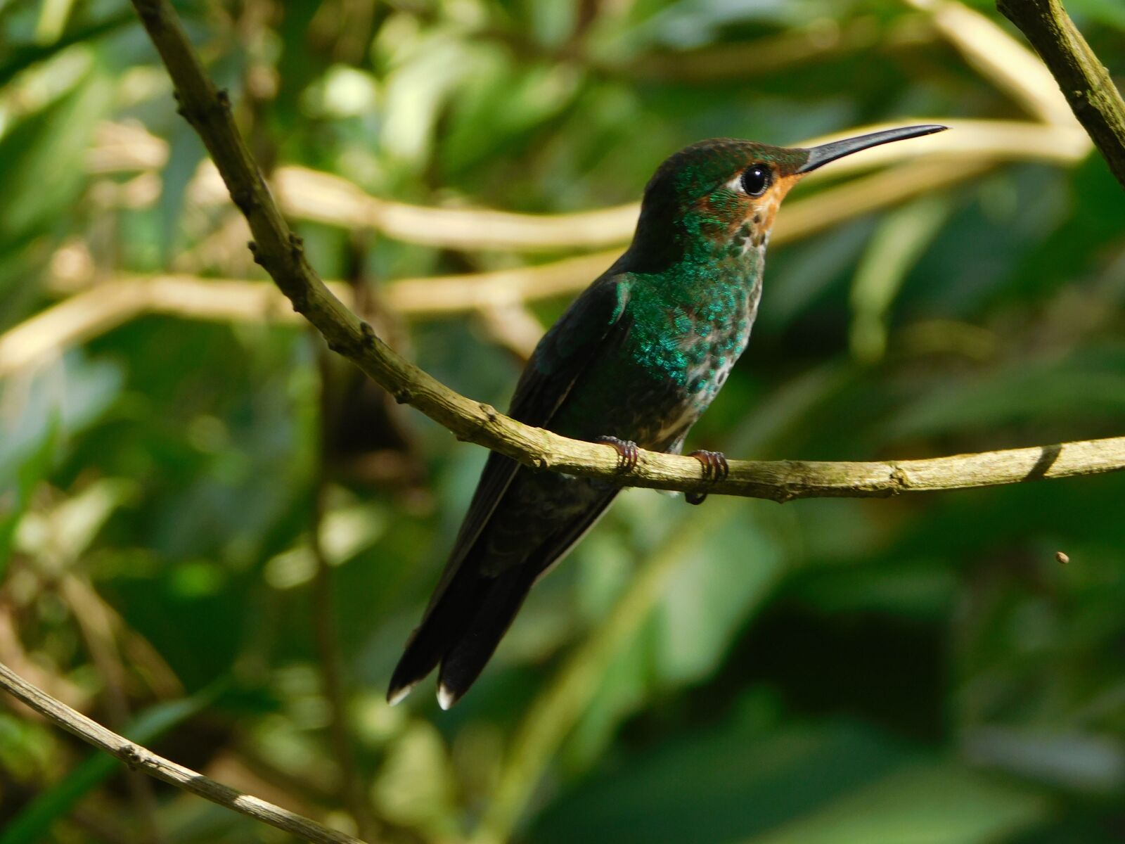 Nikon Coolpix L840 sample photo. Hummingbird, nature, bird photography