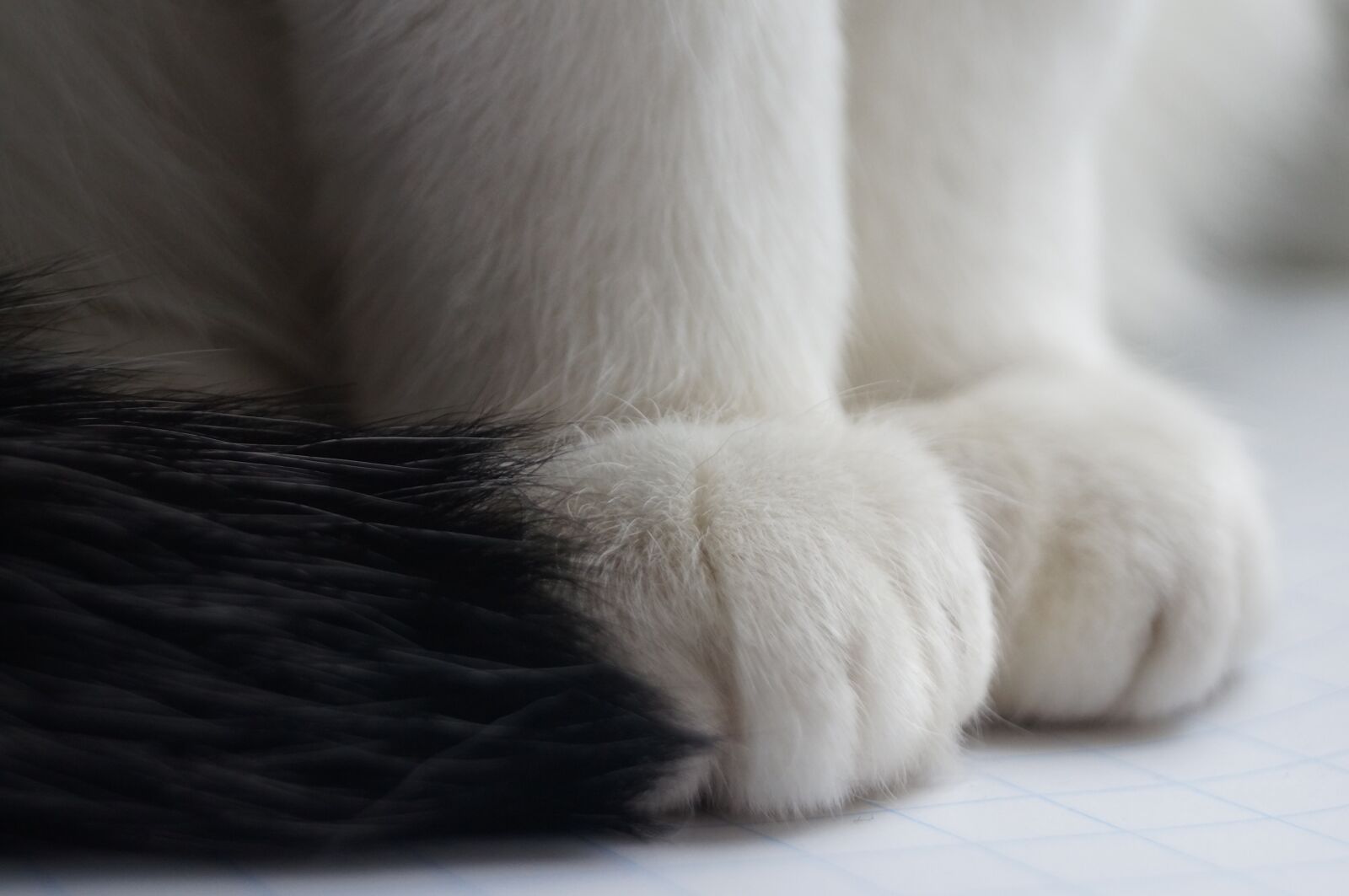 Sony SLT-A57 sample photo. Downy, fur, soft material photography