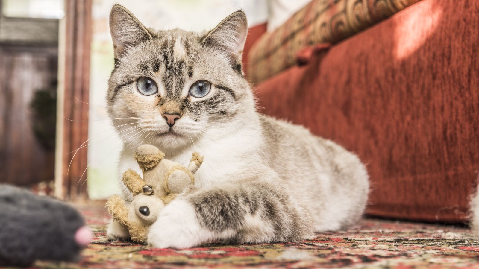 Sony Alpha a3000 + Sony E 18-55mm F3.5-5.6 OSS sample photo. Animals, cat, cute photography