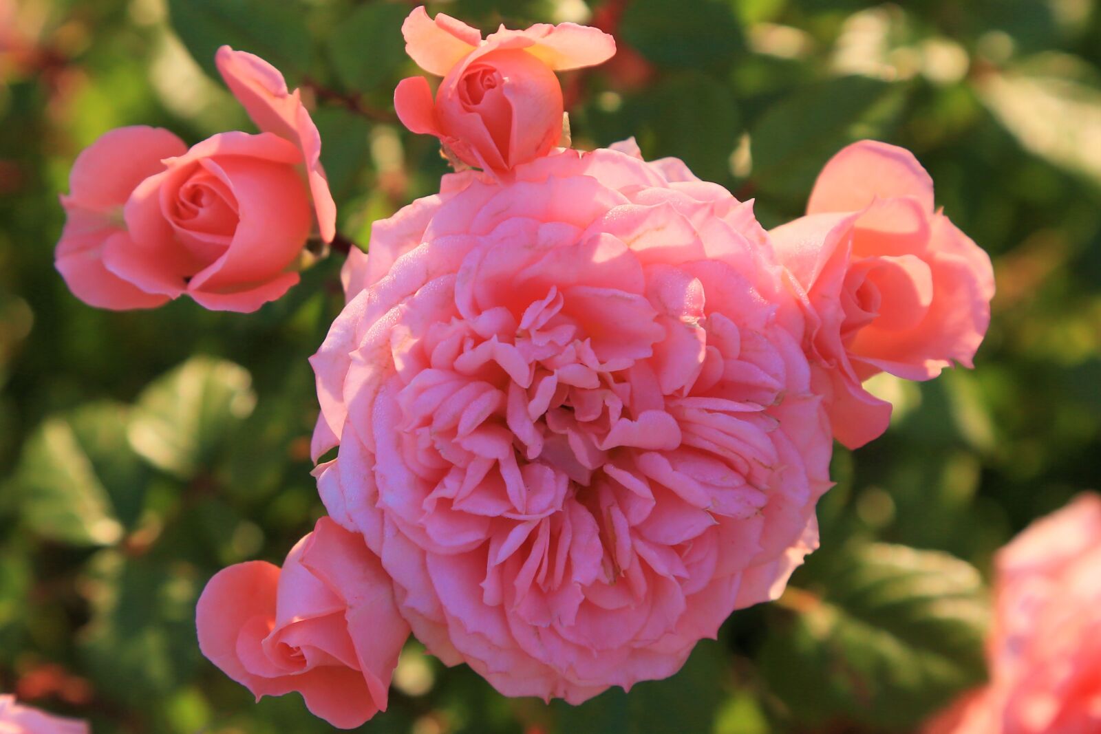 Canon EF 24-105mm F4L IS USM sample photo. Rose, spring, nature photography
