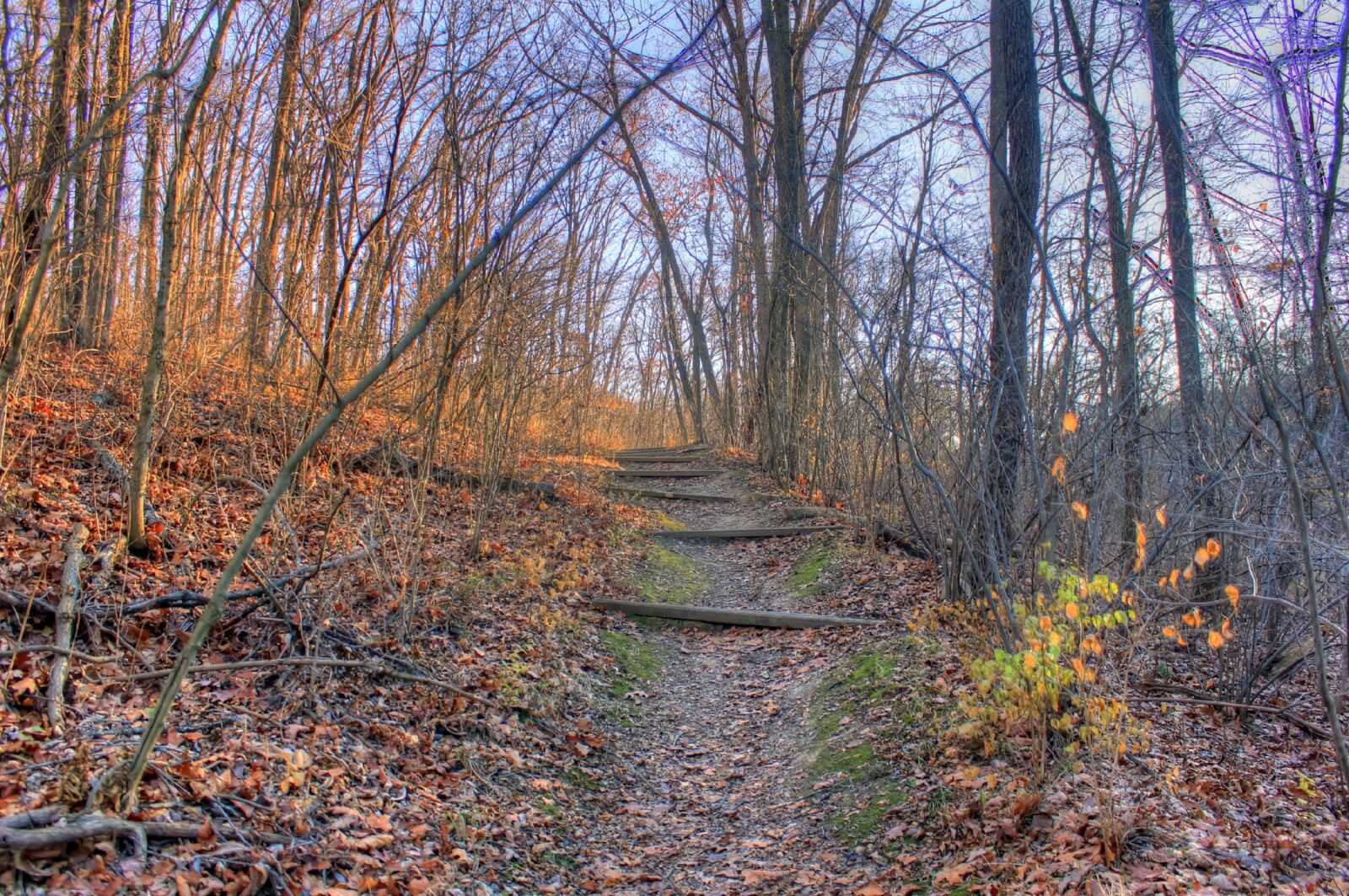 Canon EOS 550D (EOS Rebel T2i / EOS Kiss X4) sample photo. Trail, woods, forest photography