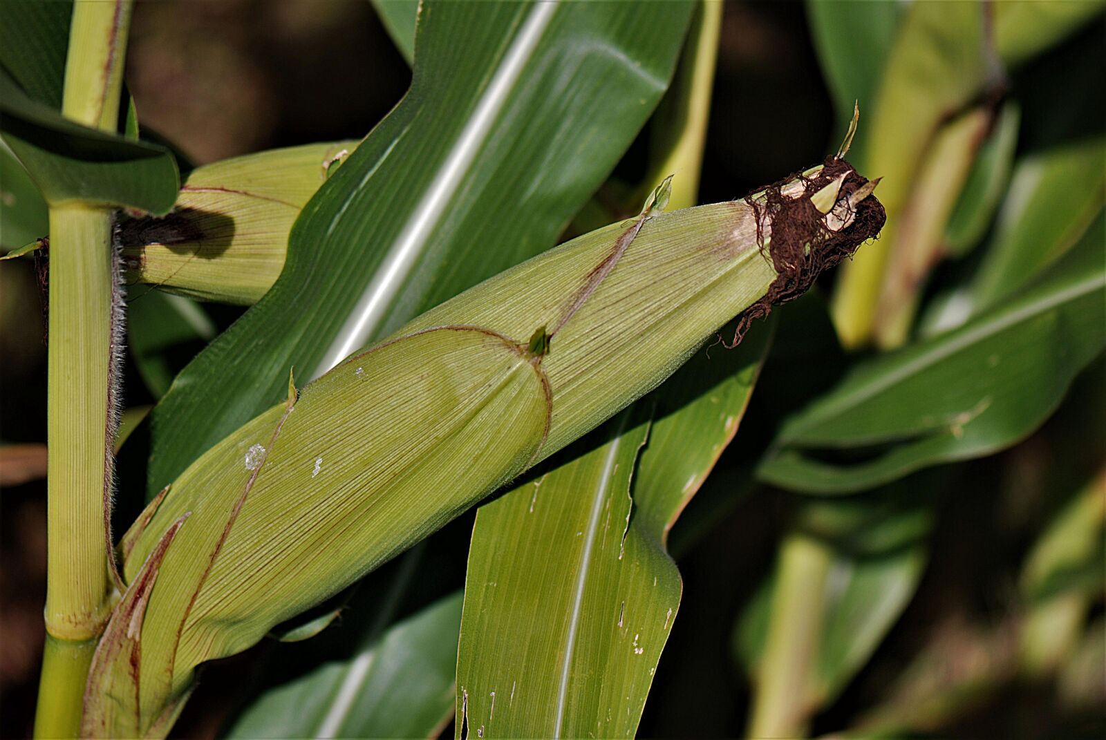 Nikon D80 sample photo. Corn, corn plant, corn photography