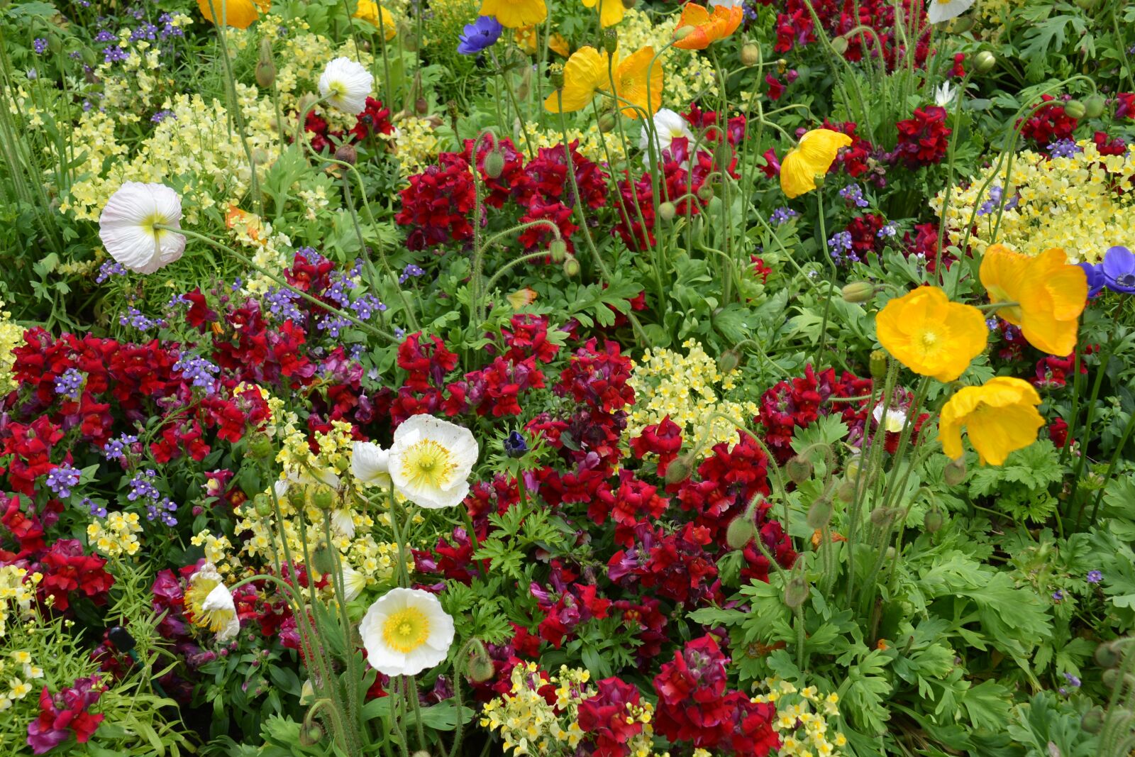 Nikon D600 sample photo. Flowers, colorful flowers, spring photography