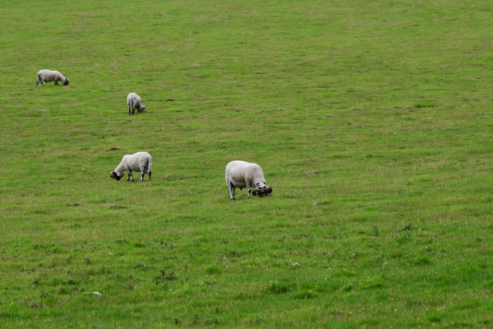 Nikon D3300 sample photo