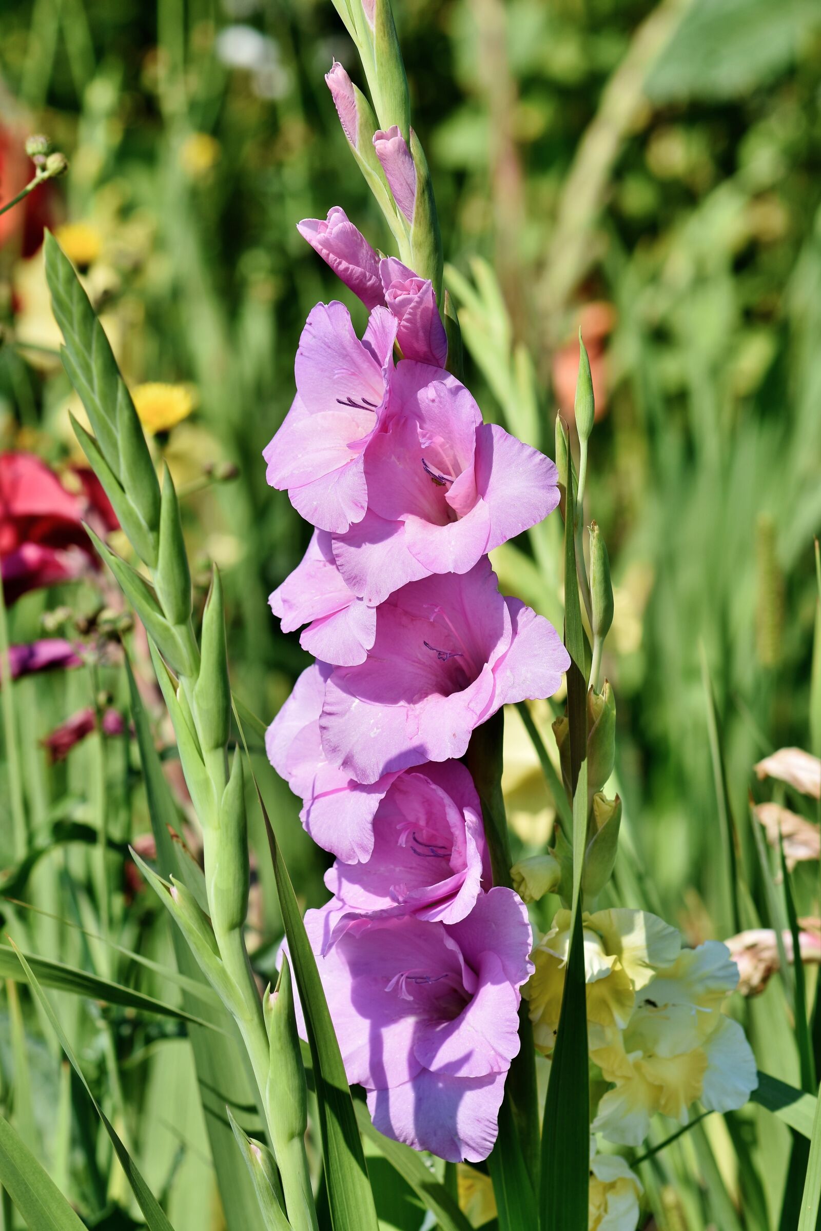 Nikon D7200 sample photo. Gladiolus, gladidus, butterfly greenhouse photography