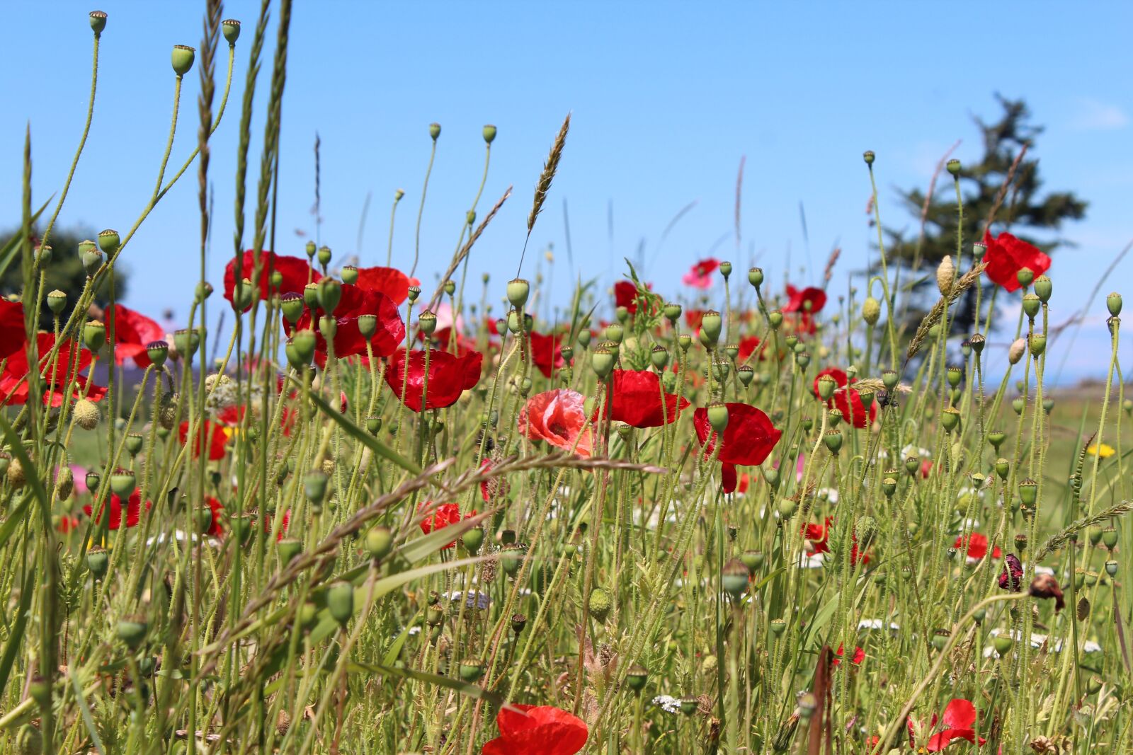 Canon EOS 1200D (EOS Rebel T5 / EOS Kiss X70 / EOS Hi) sample photo. Poppies, flower, bloom photography