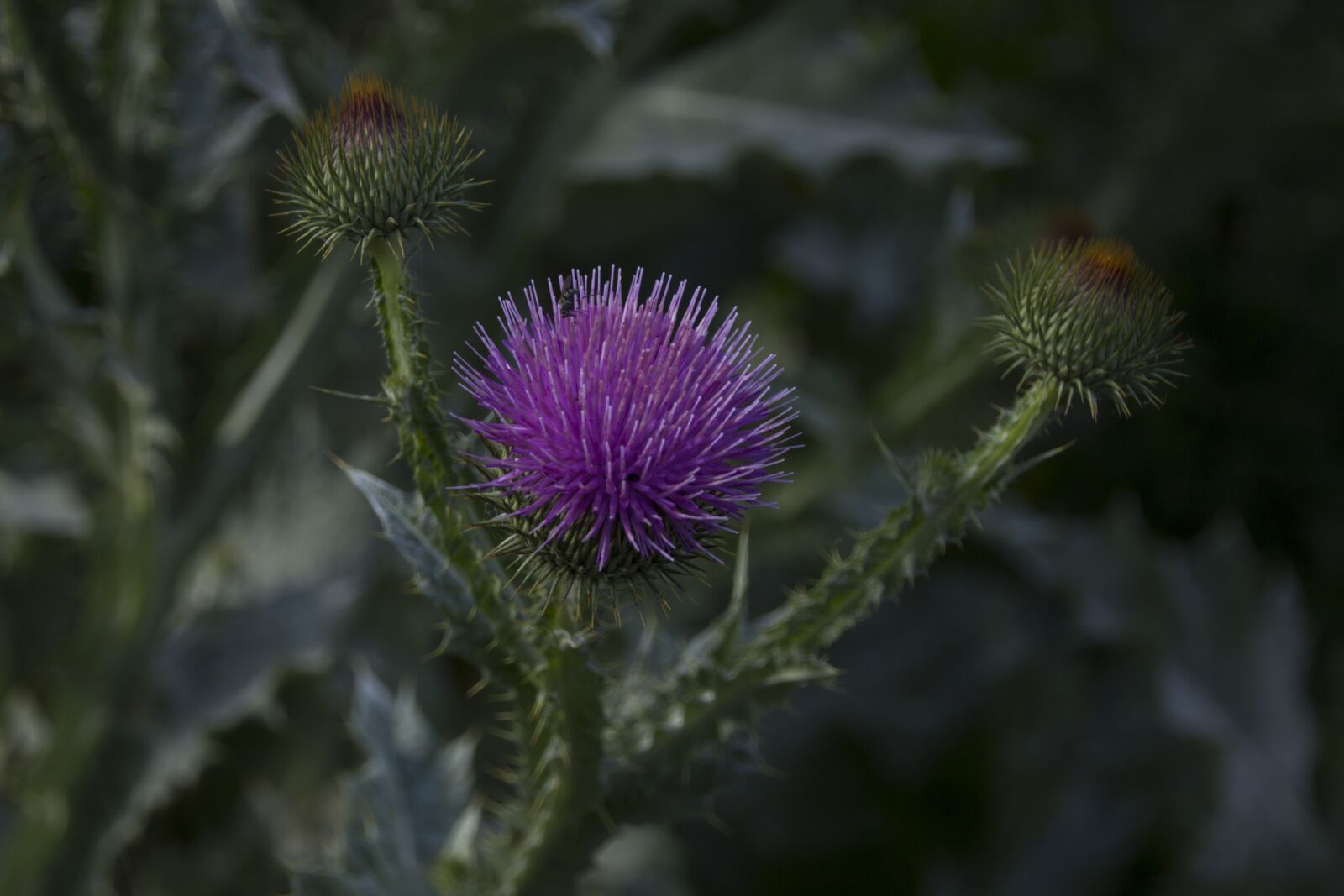 Canon EOS 60D sample photo. Diestel, flower, garden photography