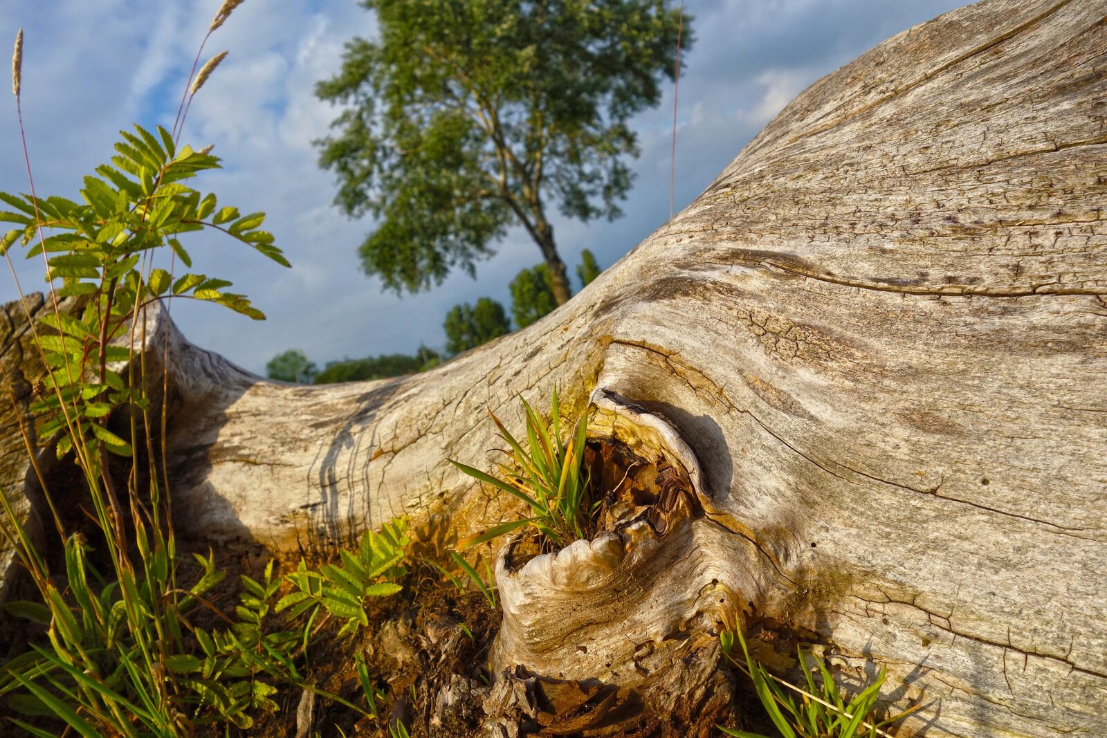 Sony Cyber-shot DSC-RX100 sample photo. Tree, trunk, wood photography