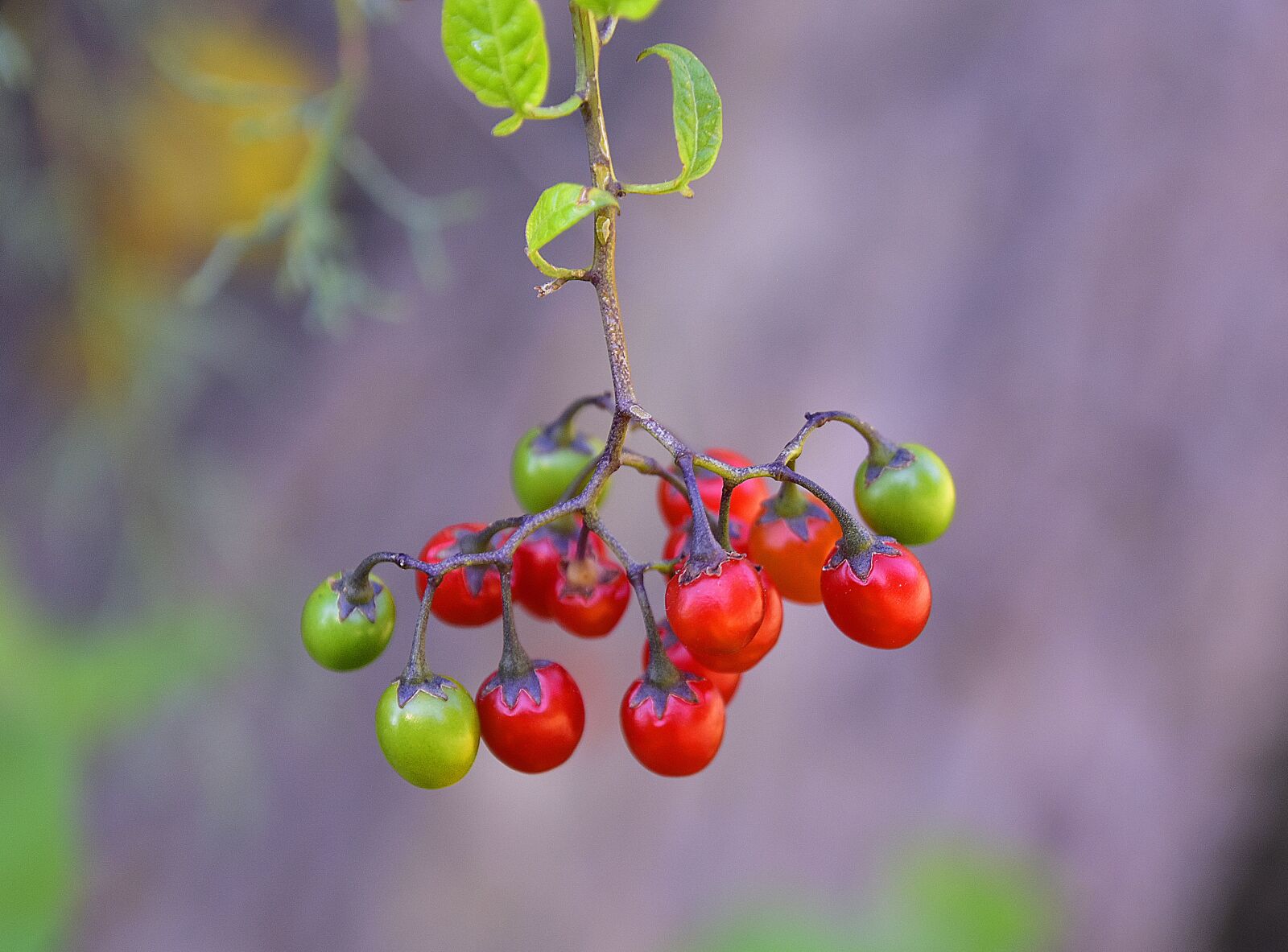 Nikon D7200 sample photo. Flora, fruits, flower photography