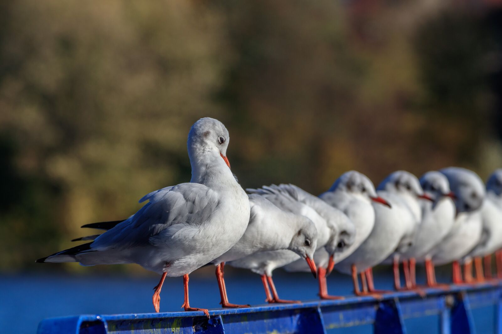 Canon EF 70-300 F4-5.6 IS II USM sample photo. Seagull, bird, wasserfogel photography
