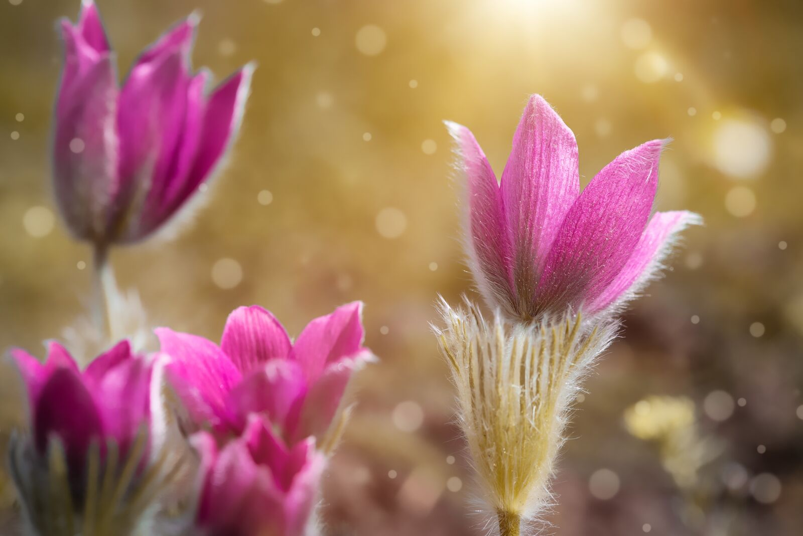Nikon D750 sample photo. Anemone, purple, pink photography