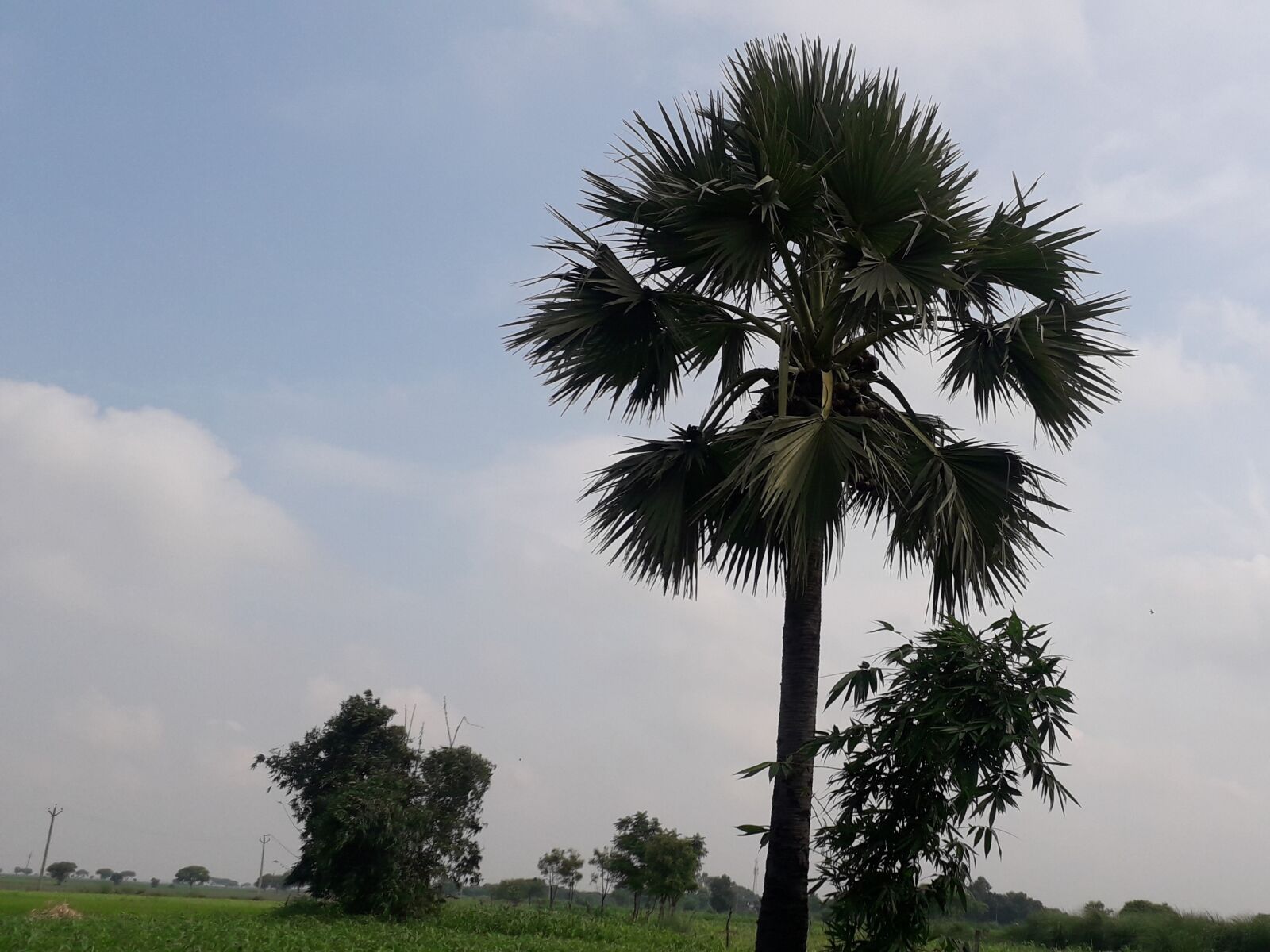 Samsung Galaxy J4 sample photo. Tree, nature, landscape photography