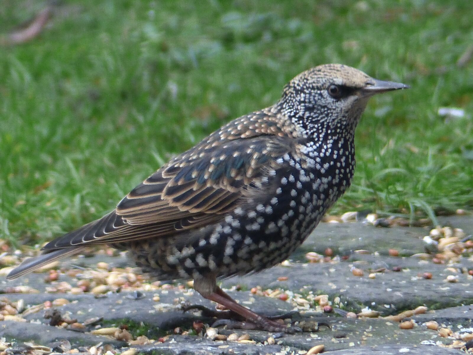 Panasonic Lumix DMC-FZ200 sample photo. Star, bird, plumage photography