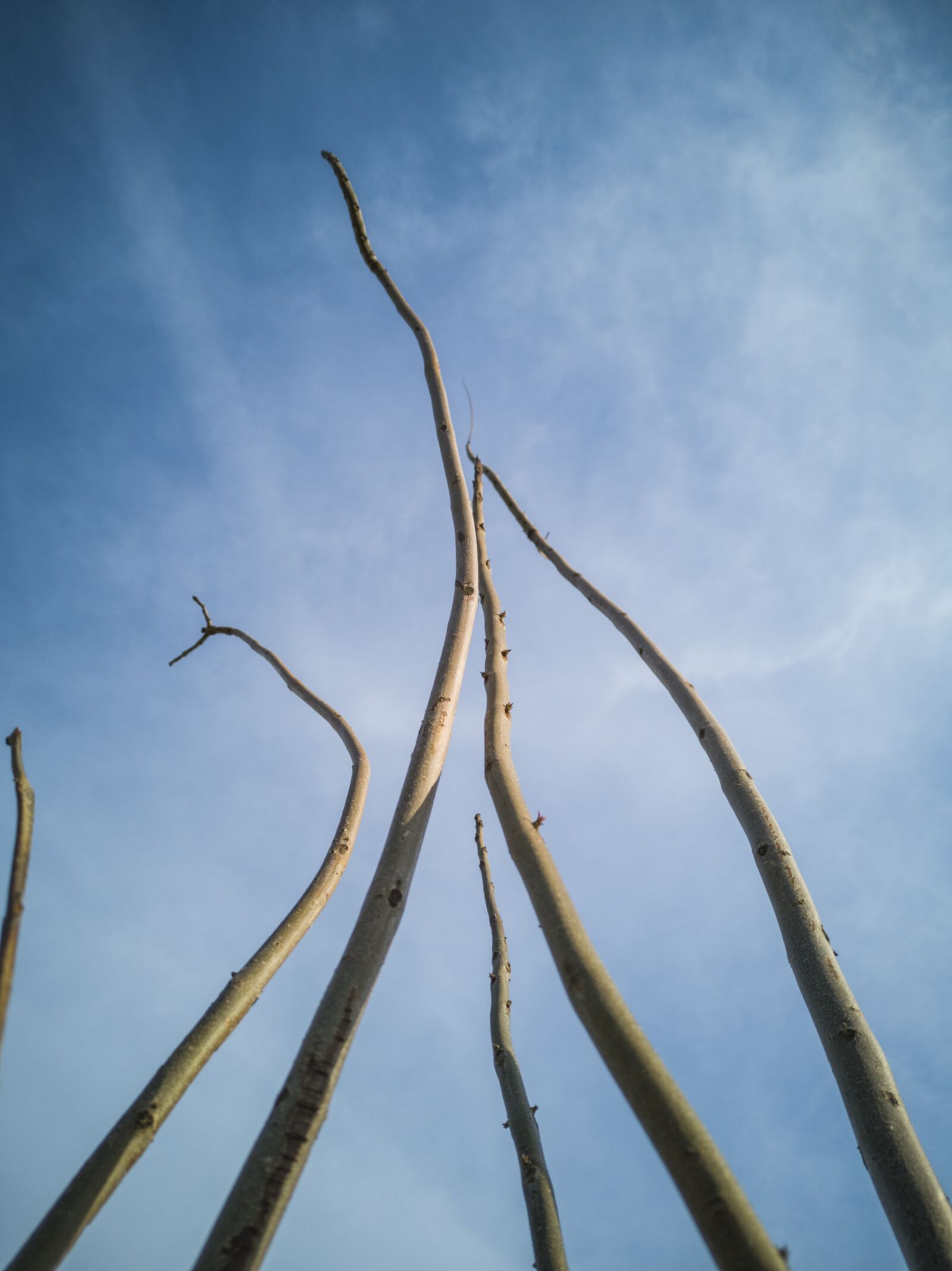 HUAWEI CLT-L09 sample photo. Tree, autumn, winter photography