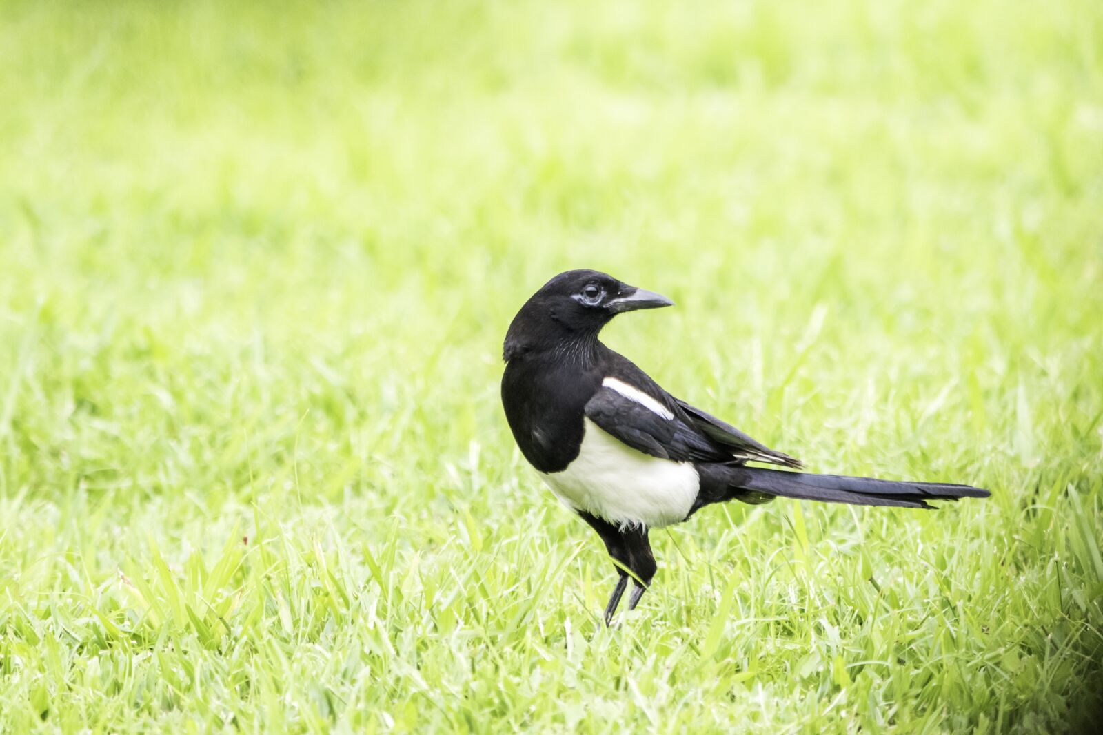 Nikon D5500 sample photo. Bird, wildlife, nature photography