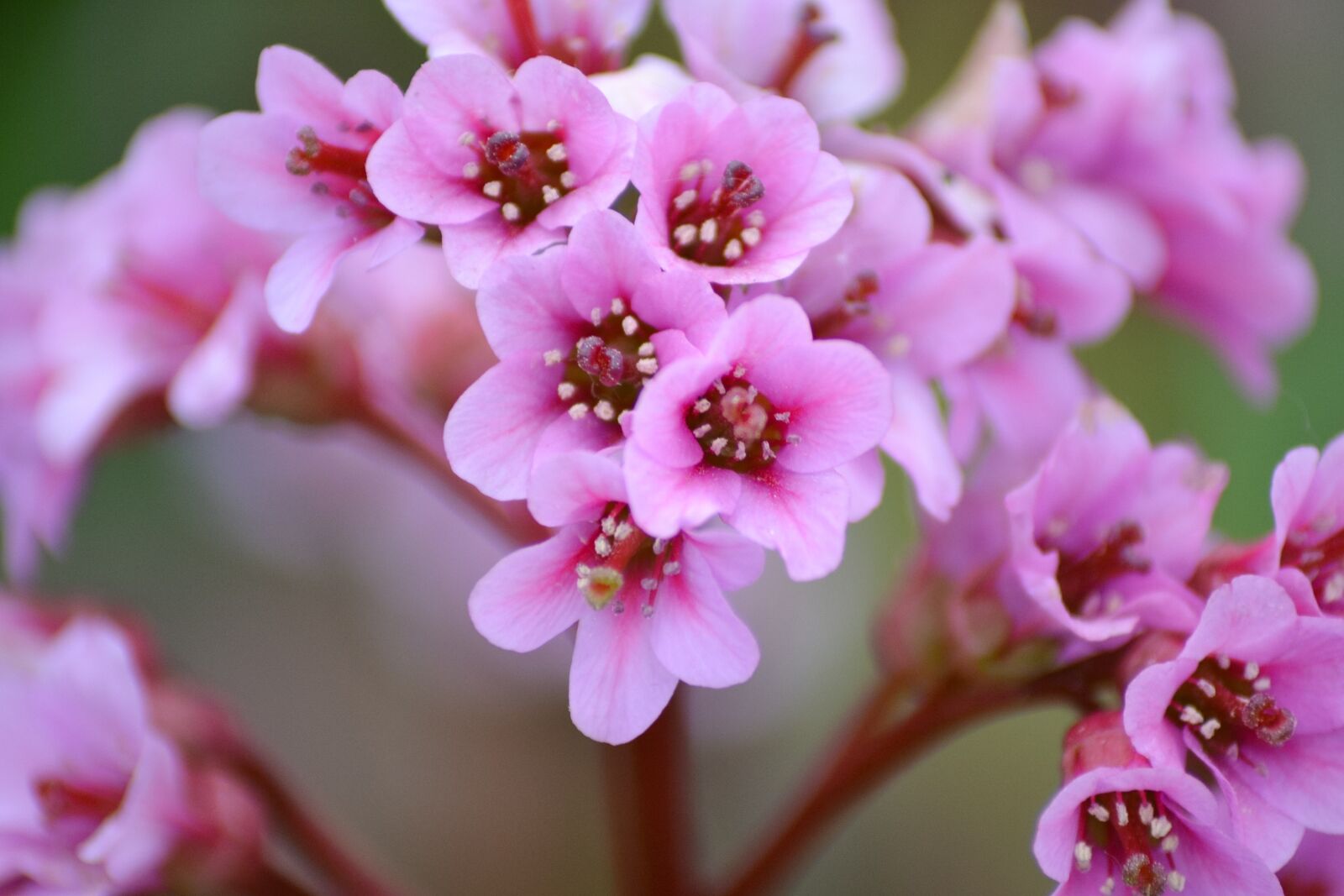 Nikon D3100 sample photo. Flowers, pink flowers, garden photography