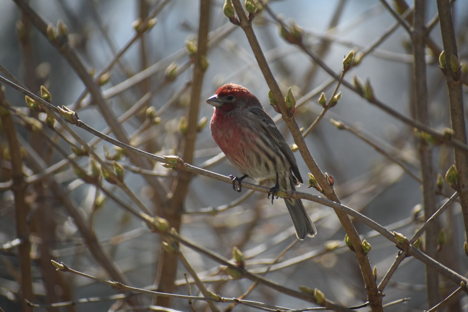 Nikon D3400 sample photo. House finch, red, spring photography