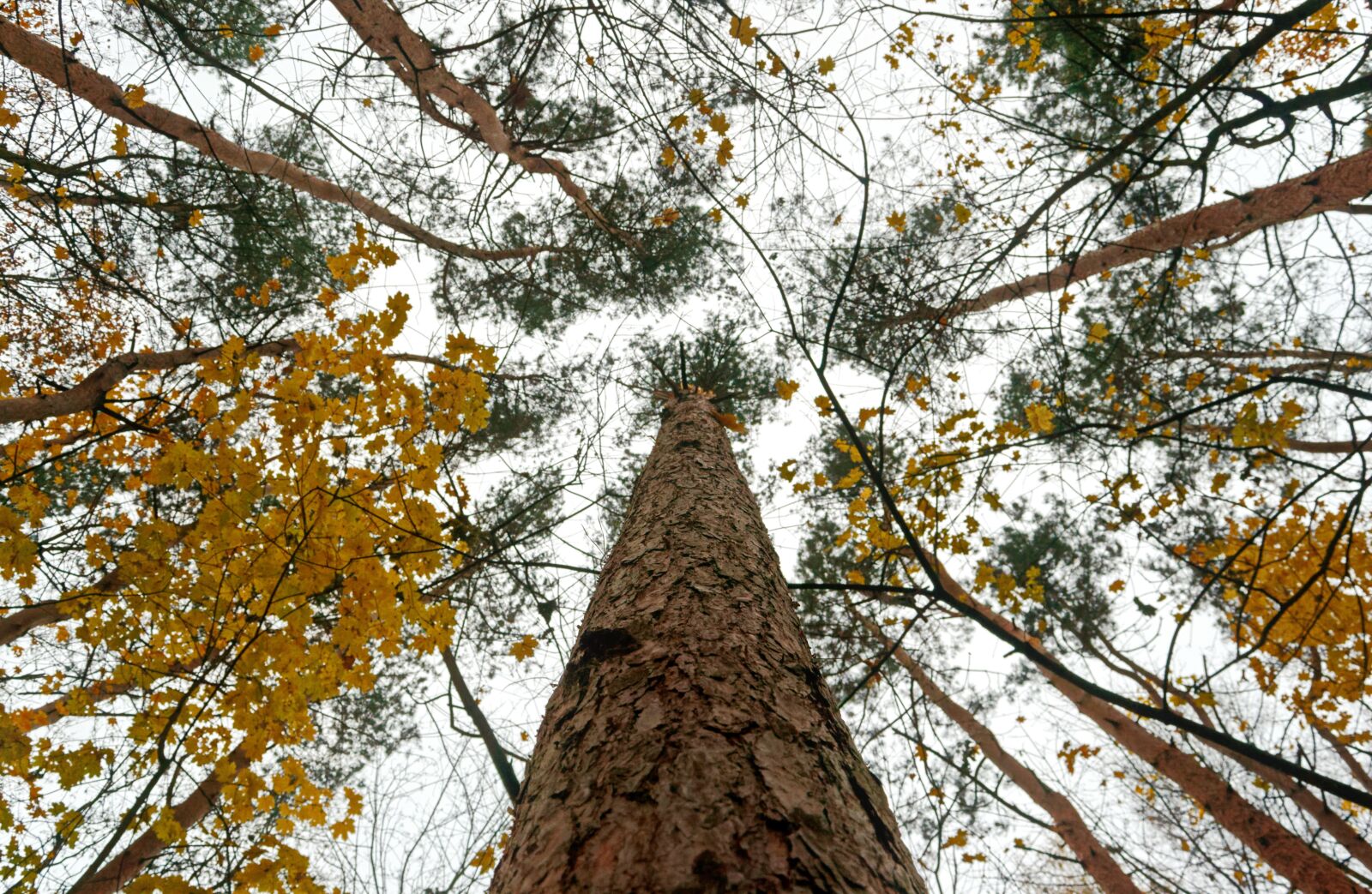 Nikon D3100 sample photo. Forest, trees, leaves photography