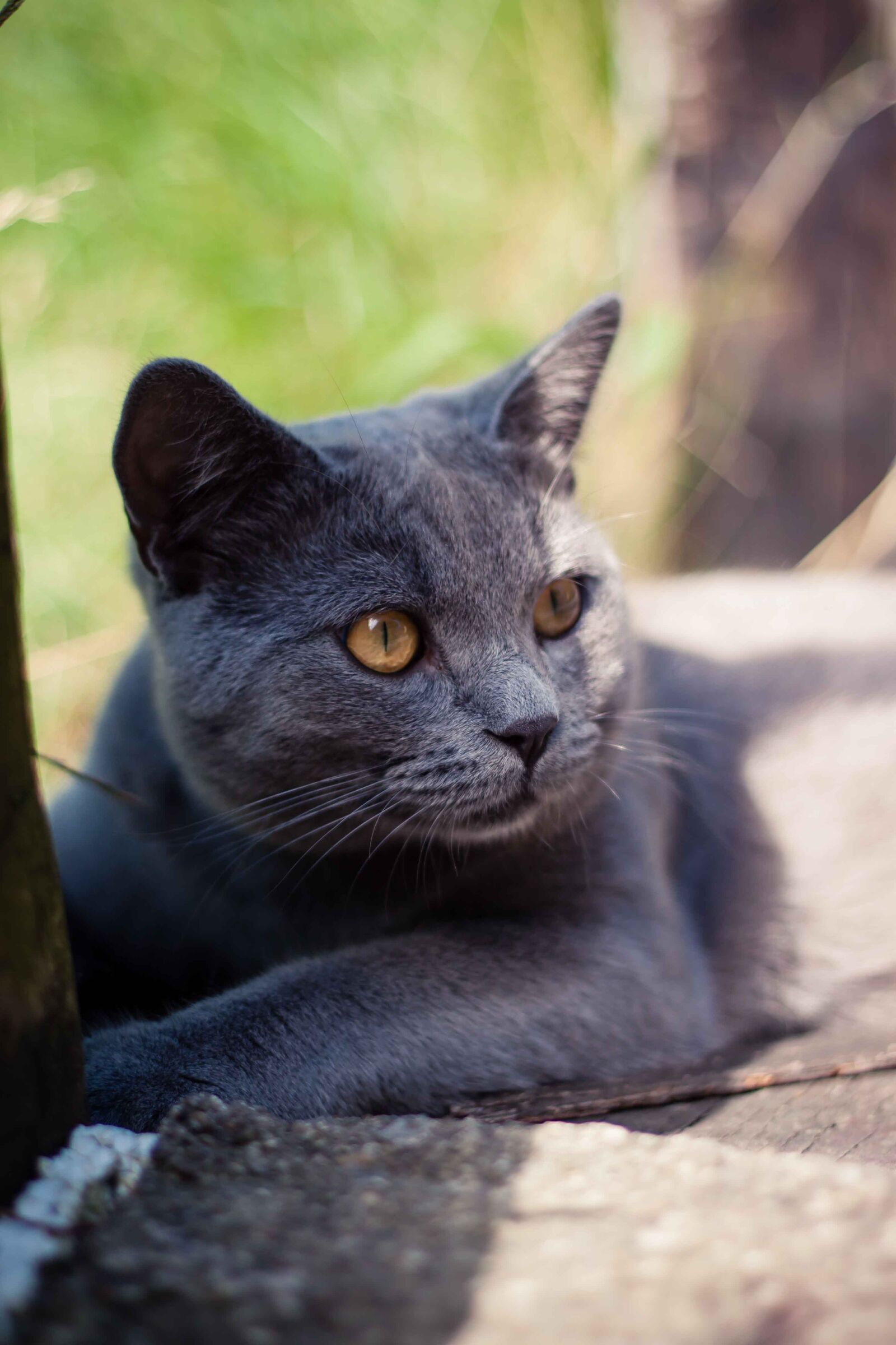 Canon EOS 500D (EOS Rebel T1i / EOS Kiss X3) + Canon EF 50mm F1.8 II sample photo. Animal, animal, photography, britishblue photography